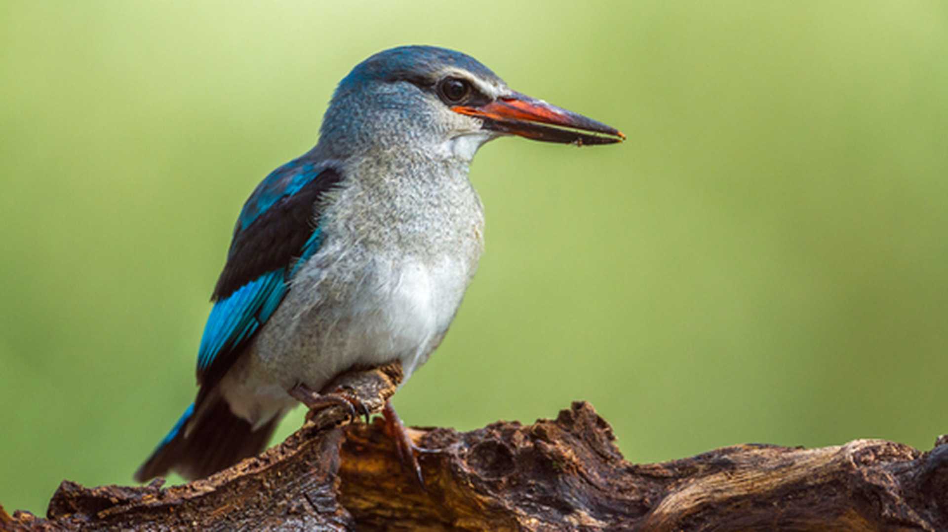 Woodland Kingfisher, Mapungubwe, South Africa
