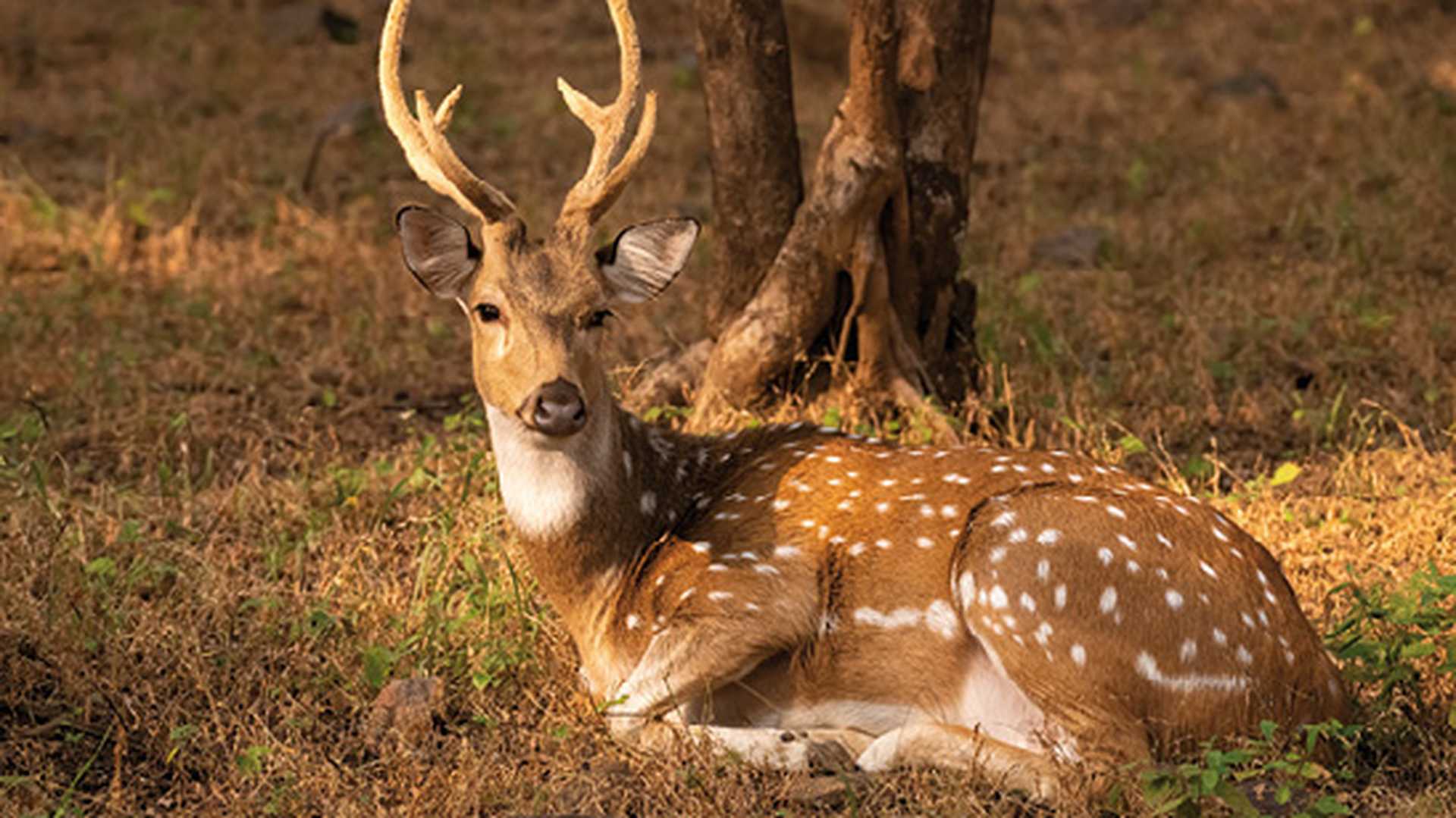 A Spotted Deer resting under a tree at the Ranthambore Tiger Reserve in Rajasthan in India
