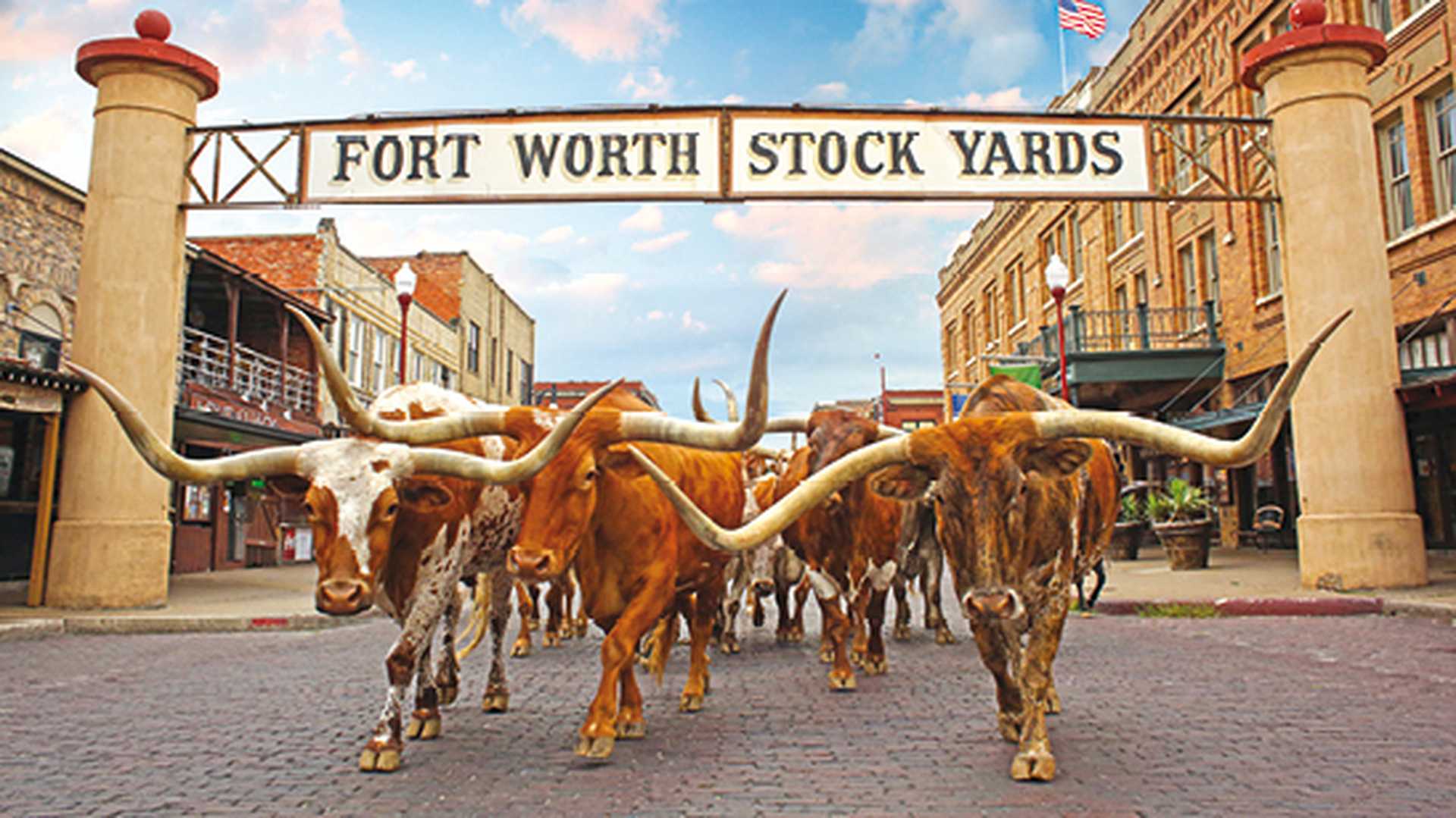 Cattle Drive at Fort Worth Stock Yards, Texas