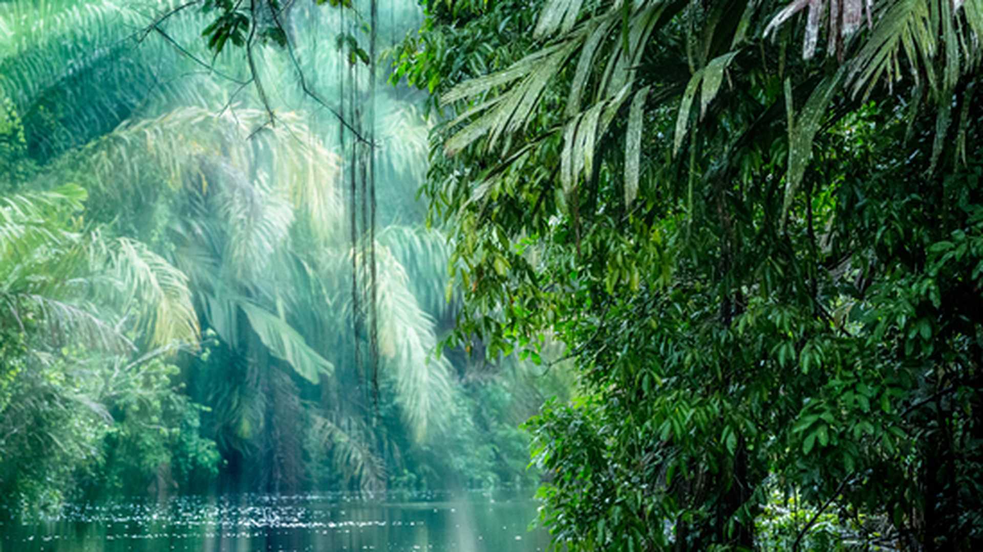 Tortuguero National Park, Rainforest, Costa Rica