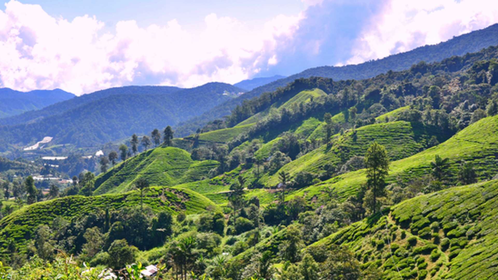 Boh Tea Plantation in Cameron Highlands Malaysia