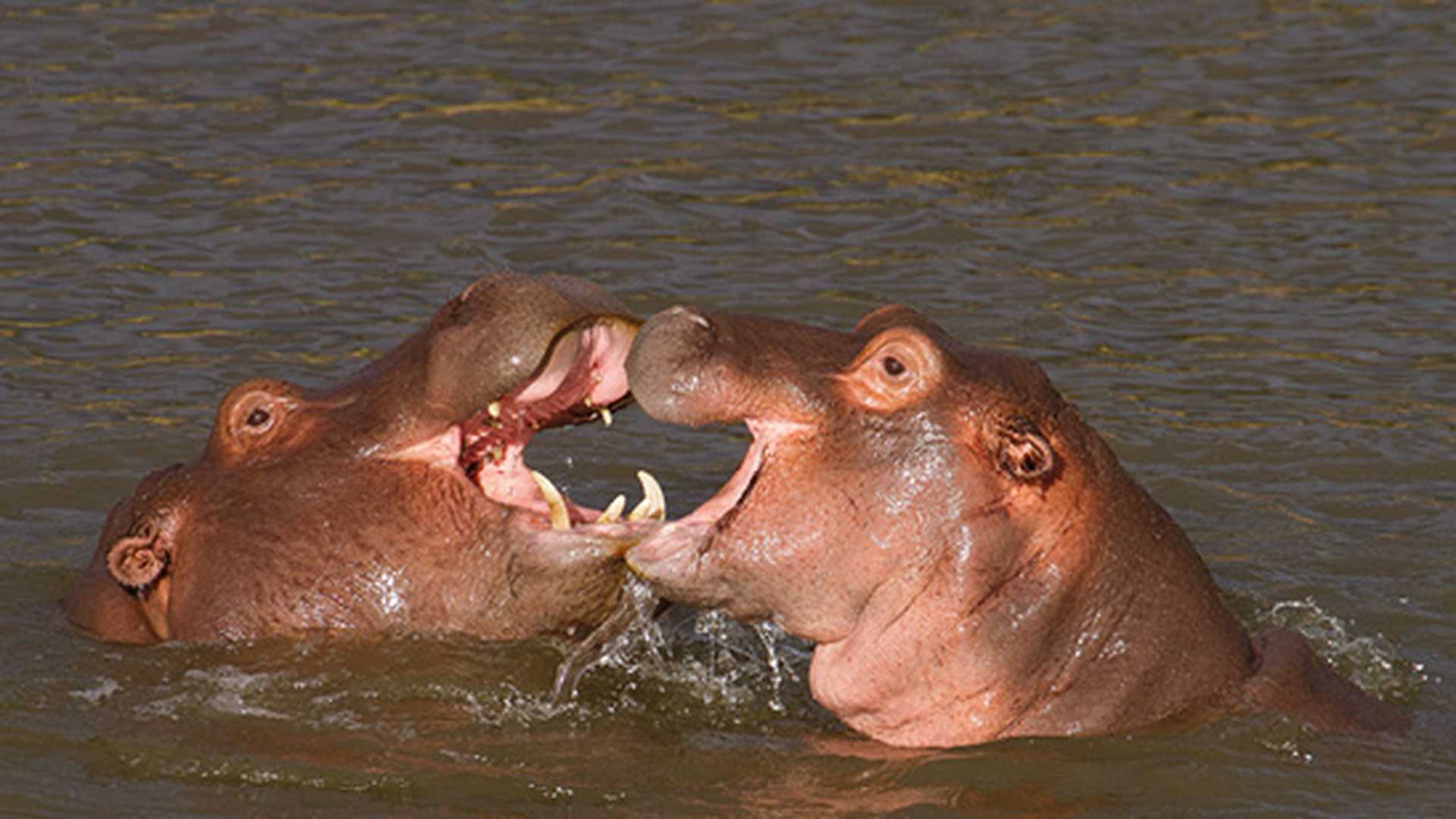 Playing hippos in the water, South Africa