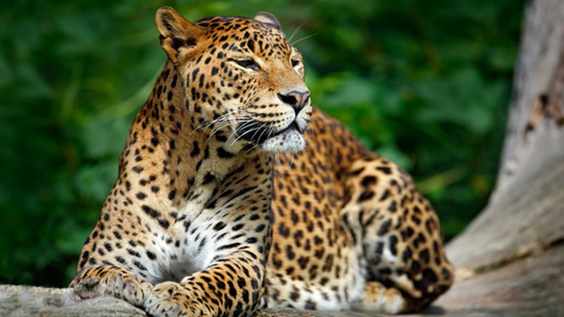 Yala National Park