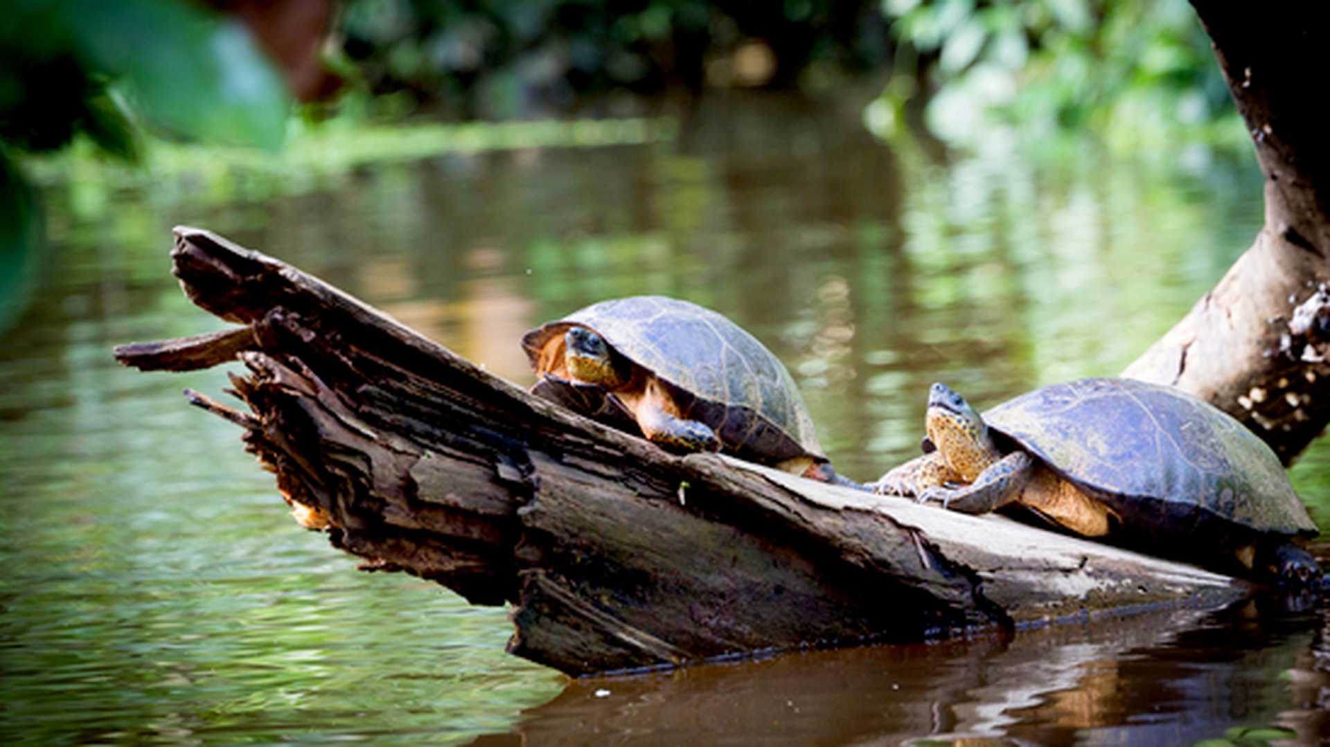 Turtles sunbathing in Tortuguero canals, TItan Costa Rica tour