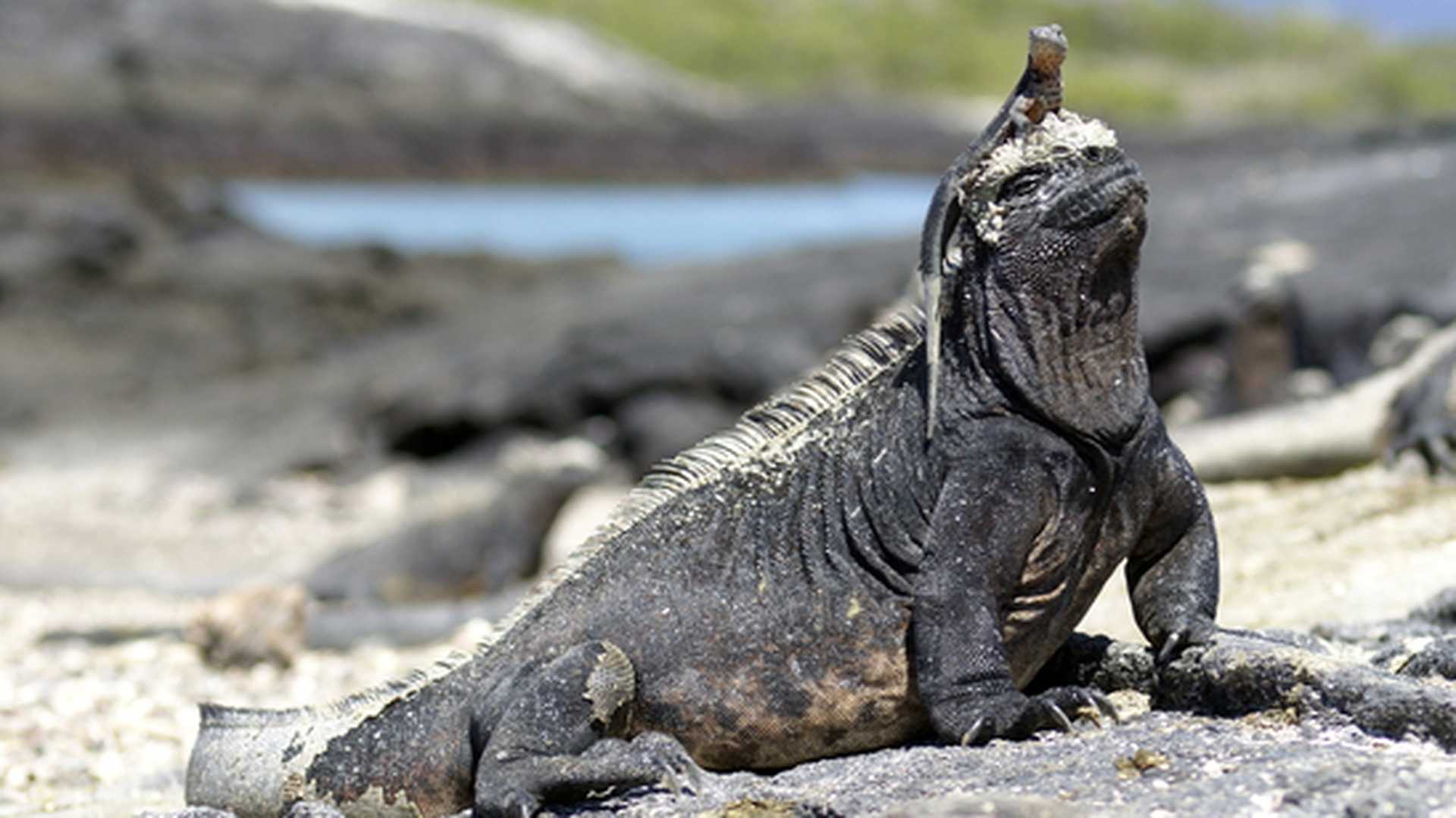 A marine iguana basks in the sun on Fernandina Island, part of the Galapagos Islands
