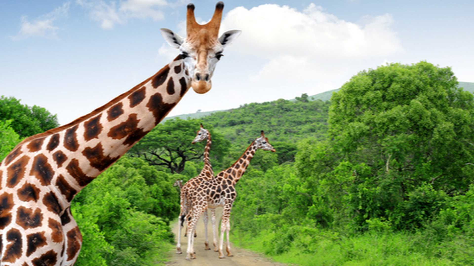 Giraffes on safari in Kruger National Park, South Africa