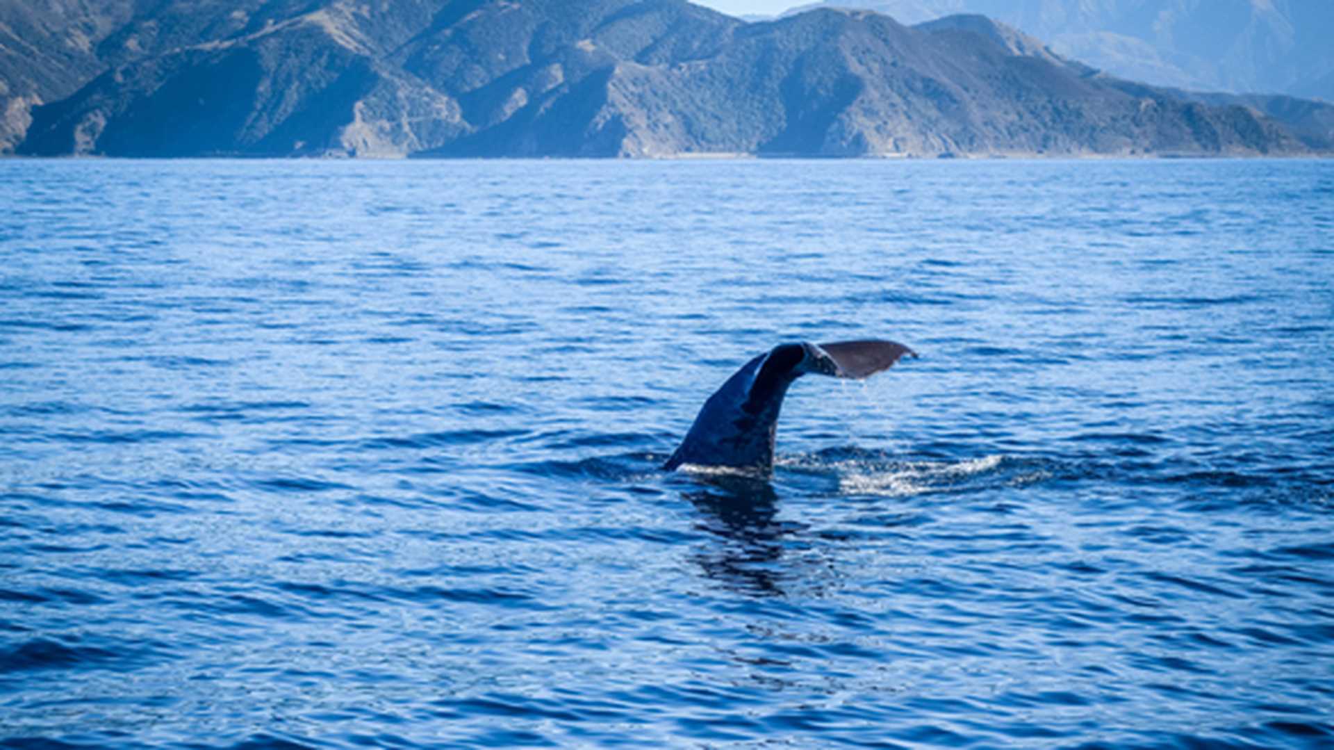 Whale tail in Kaikoura bay, New Zealand