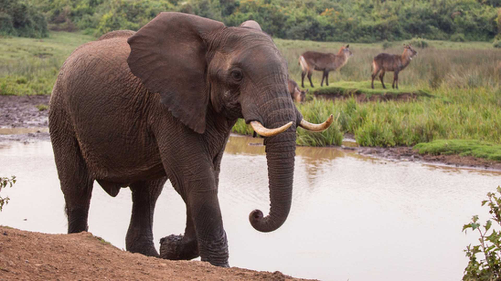 elephants in Aberdare National Park in Kenya Africa