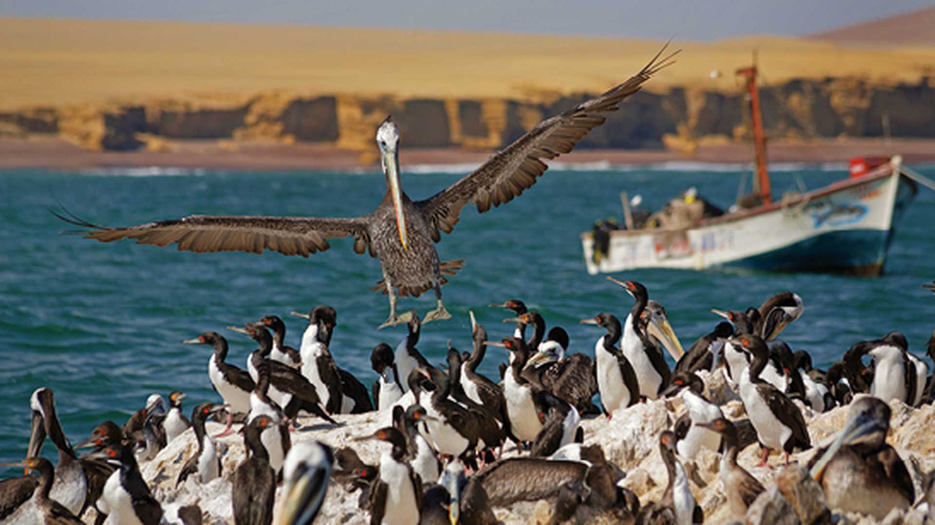 Peruvian Pelican: Pelecanus thagus
