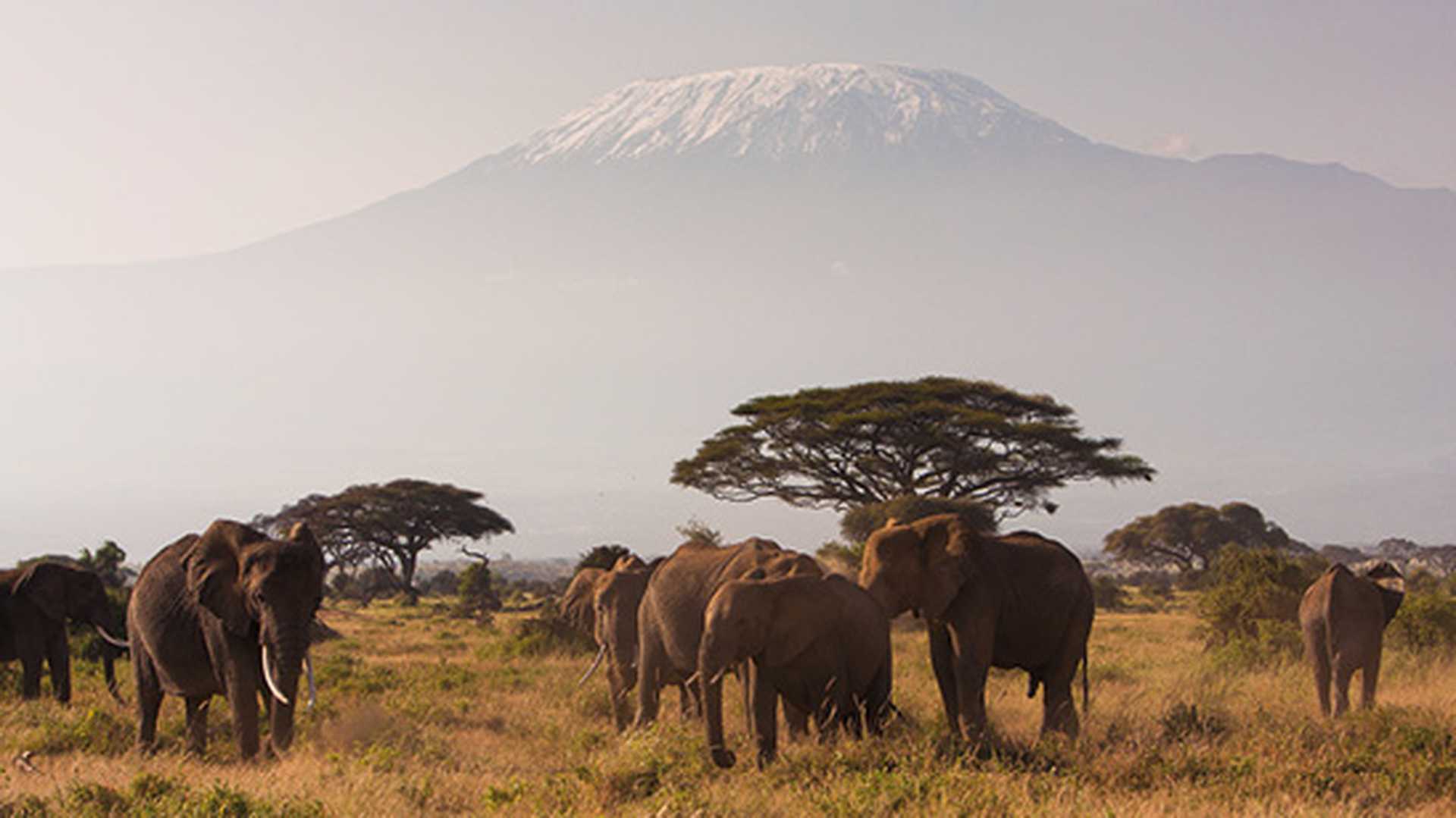 Elephants grazing with Mt Kilimanjaro behind, Kenya