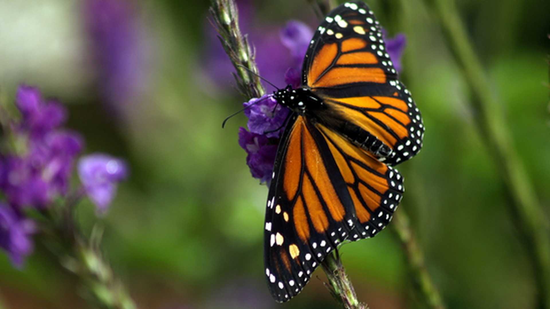 Monarch on purple flower Monteverde Cloud Forest, Costa Rica