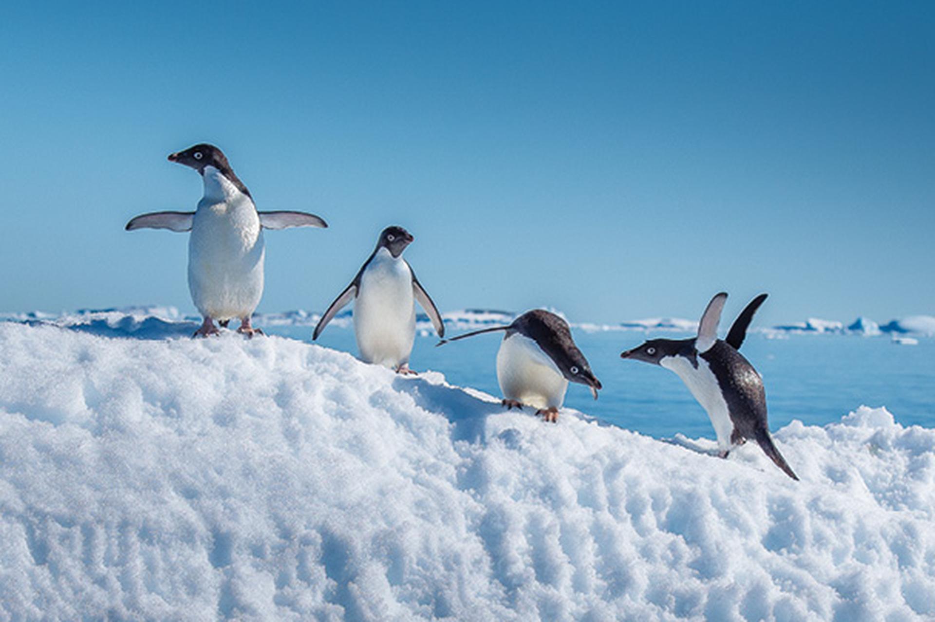 Adelie penguins on small iceberg in Antarctica