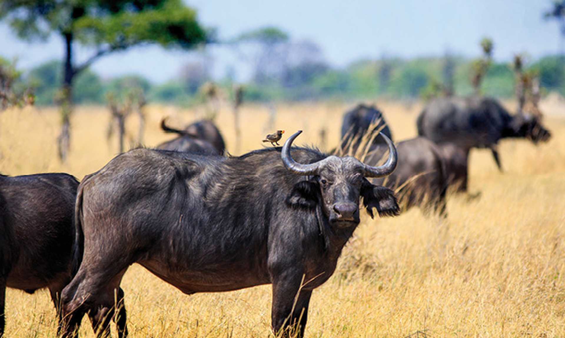 Cape Buffalo