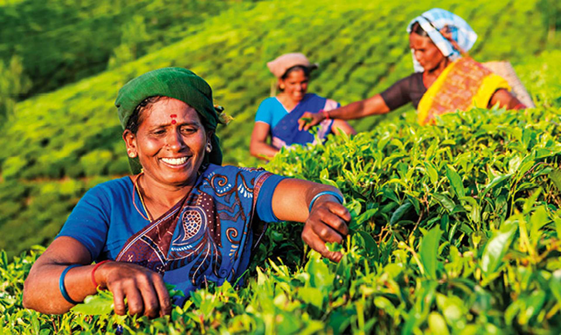 Indian tea pickers plucking tea leaves in Munnar