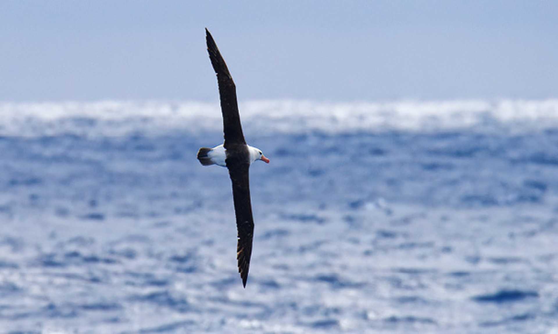 Albatros, Drake Passage