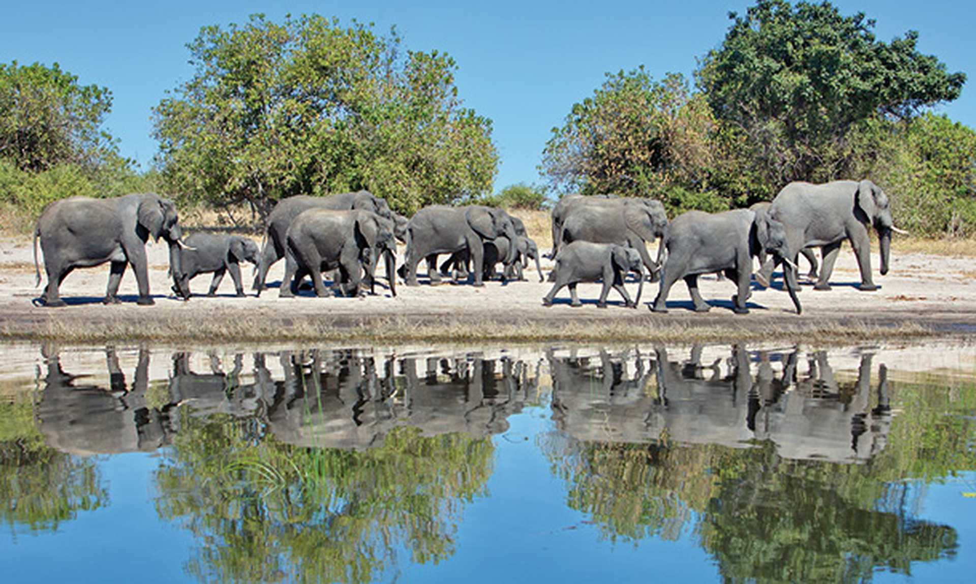 Elephants in Chobe National Park