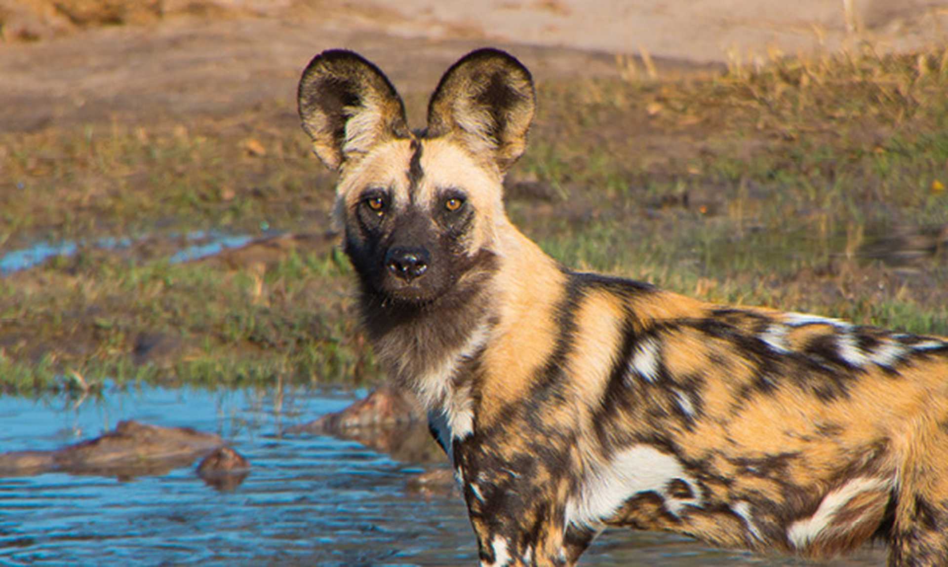 African wild dogs