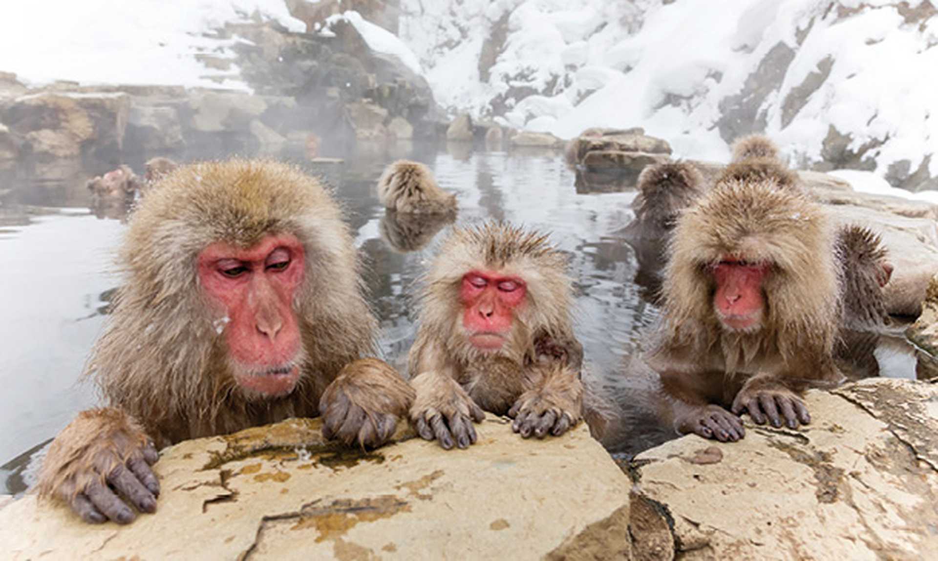 Snow monkeys