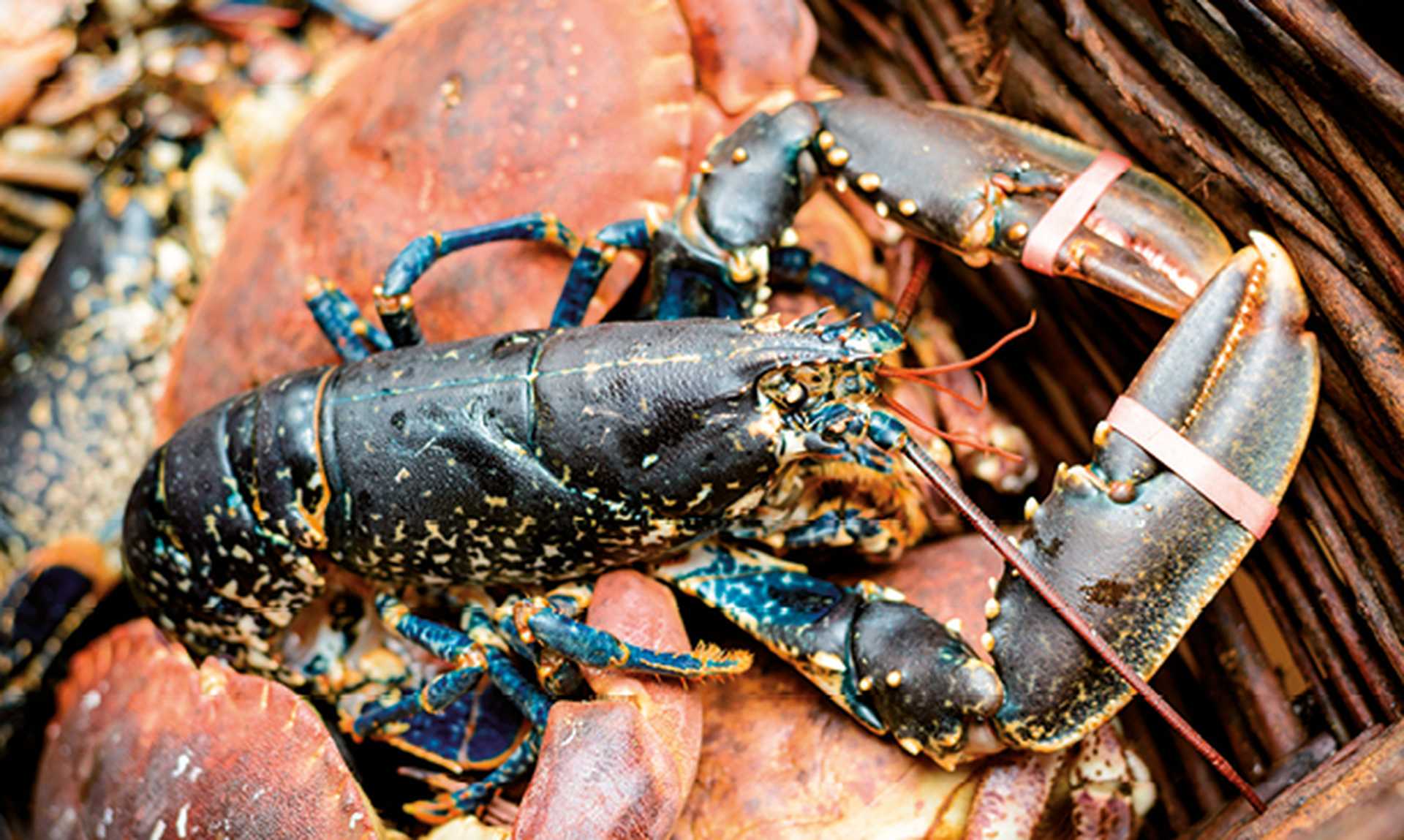 Cantabrian lobster in fishing basket with other seafood.