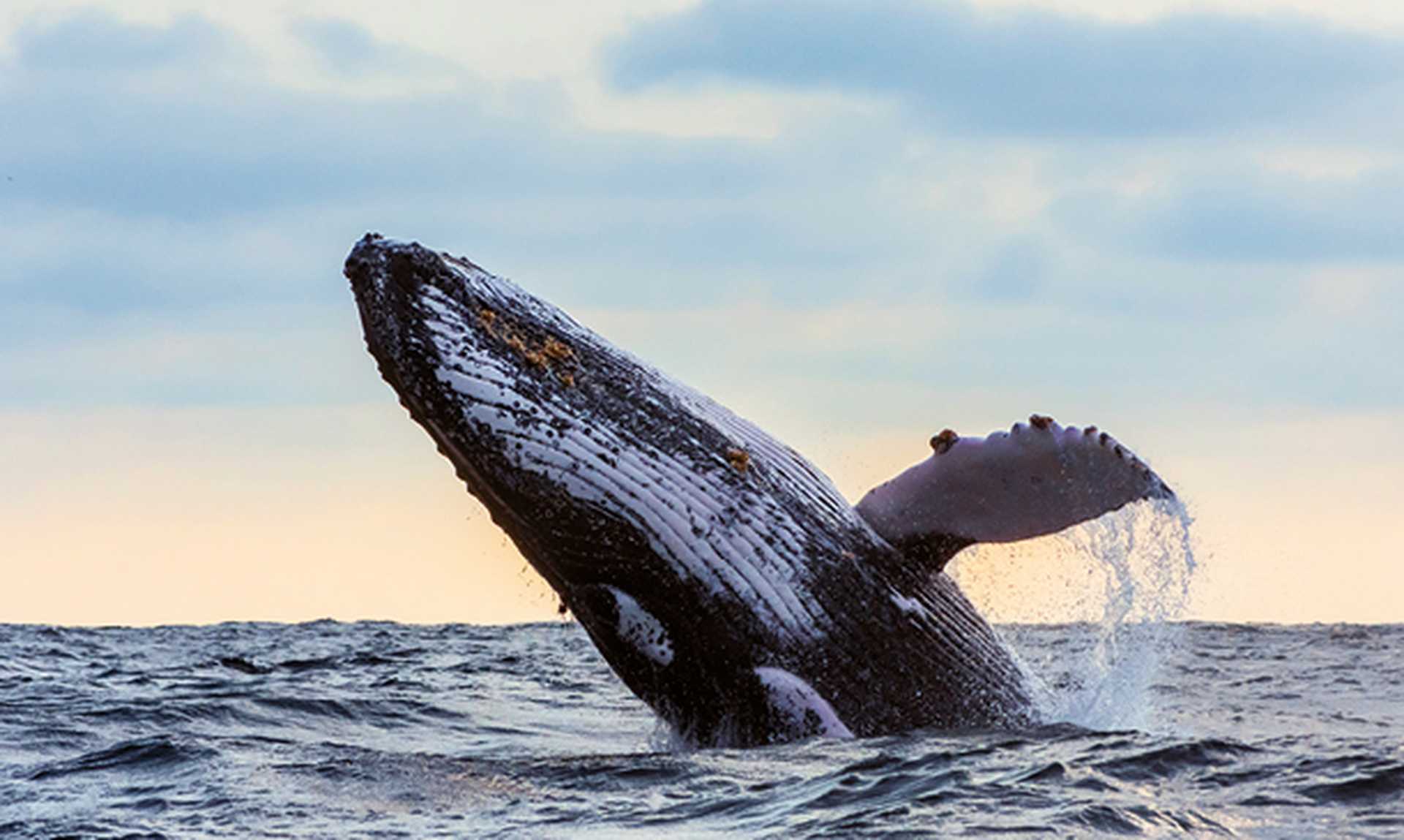 Humpback whale jumping at sunset