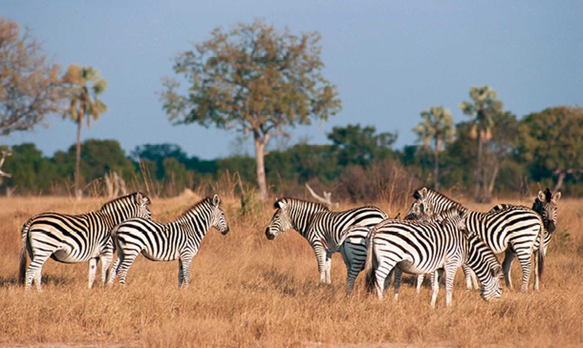 Zebras, hwange national park