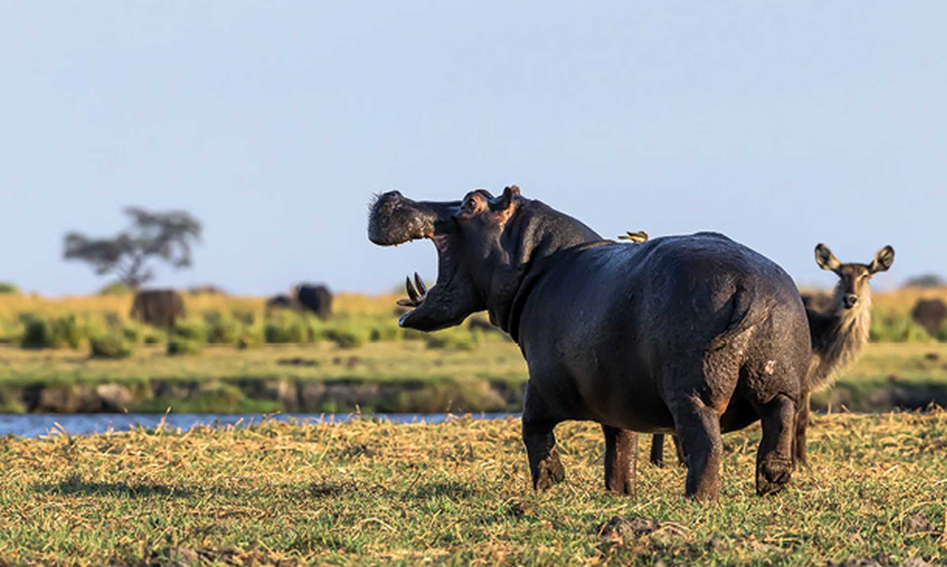 Hippo, Chobe National Park