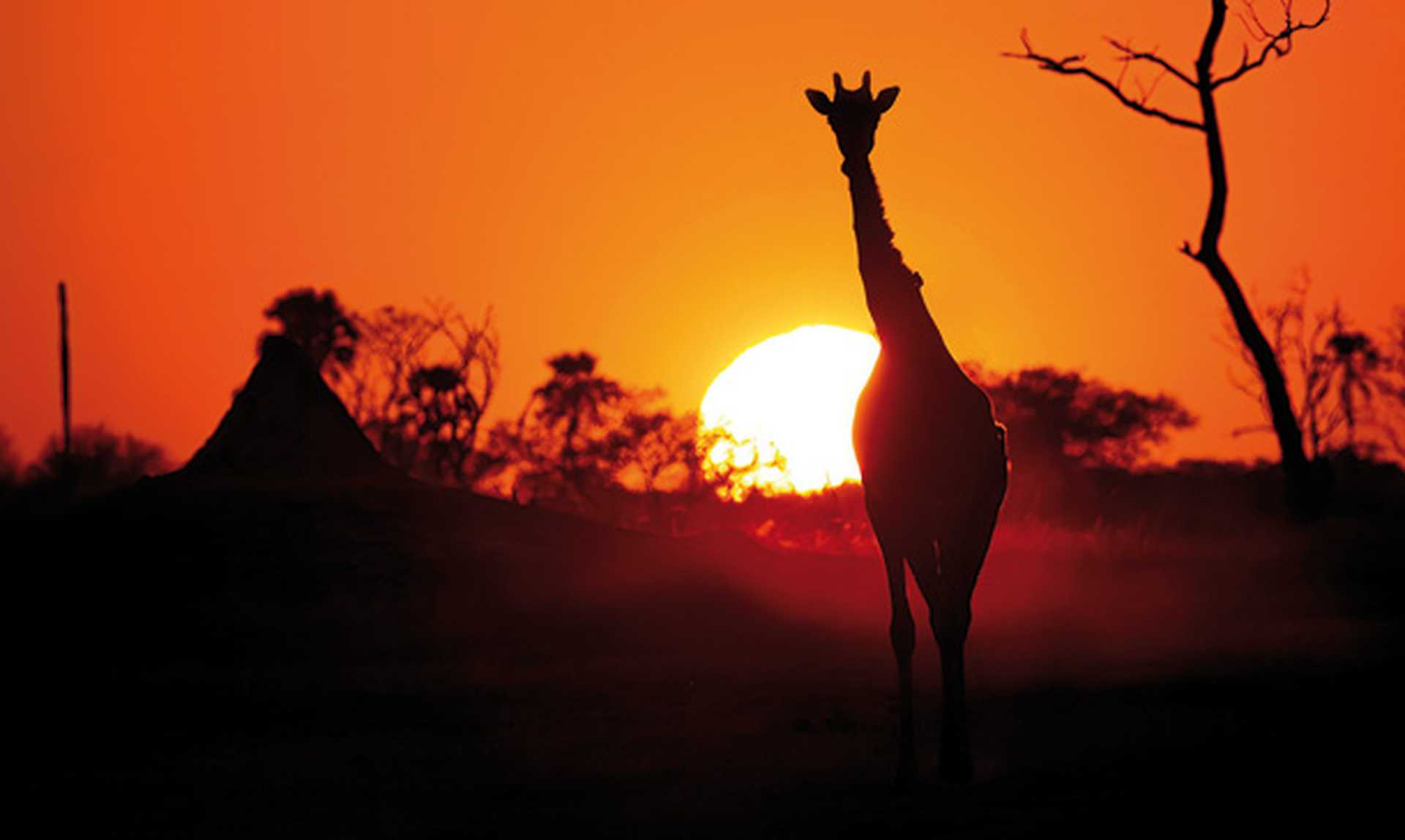 giraffe at sunset