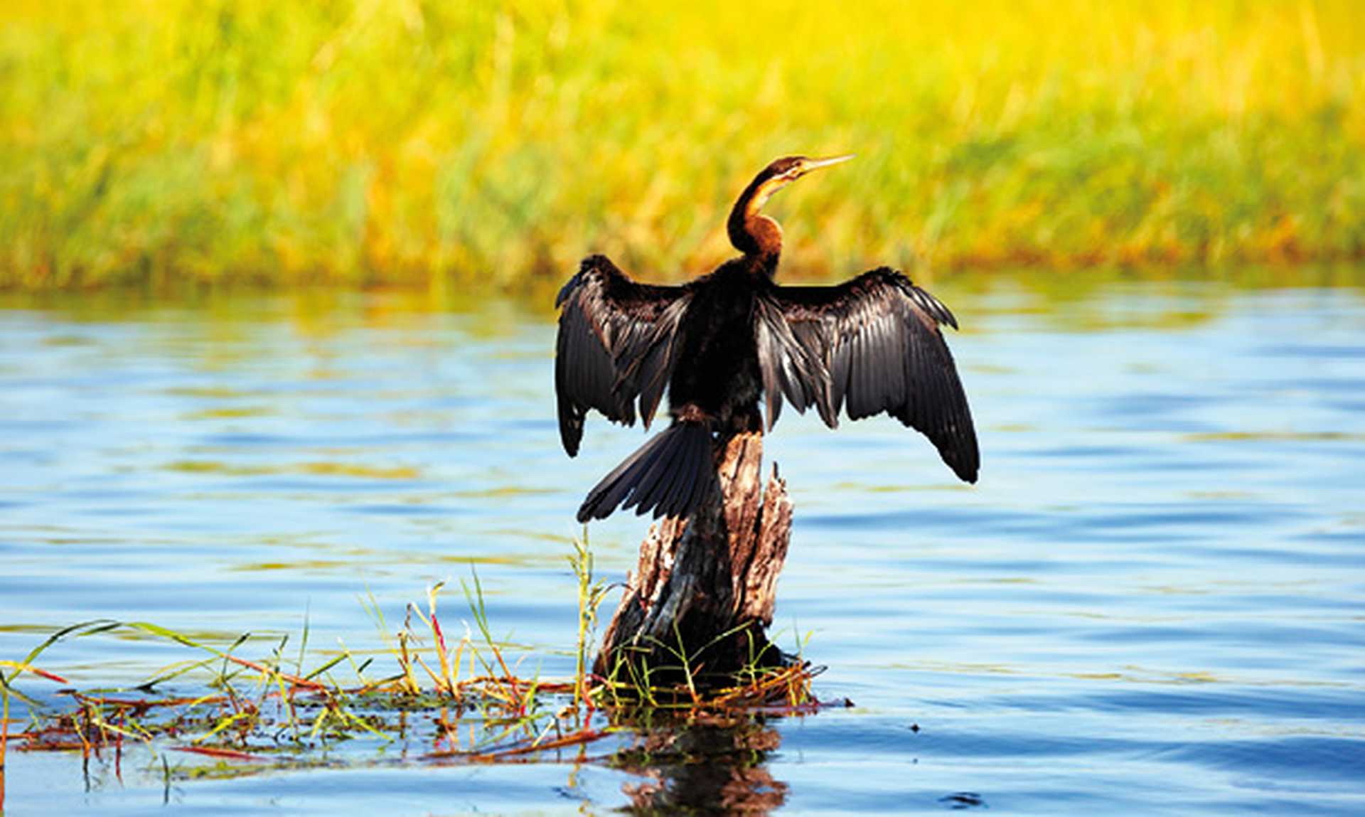 Cormorant, Chobe National Park