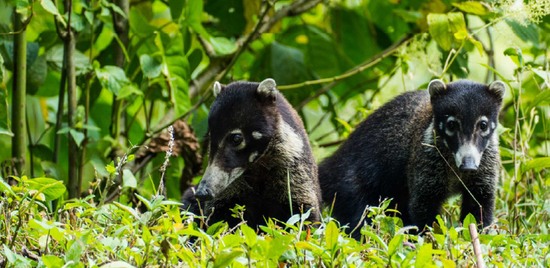 Coati in Costa Rica