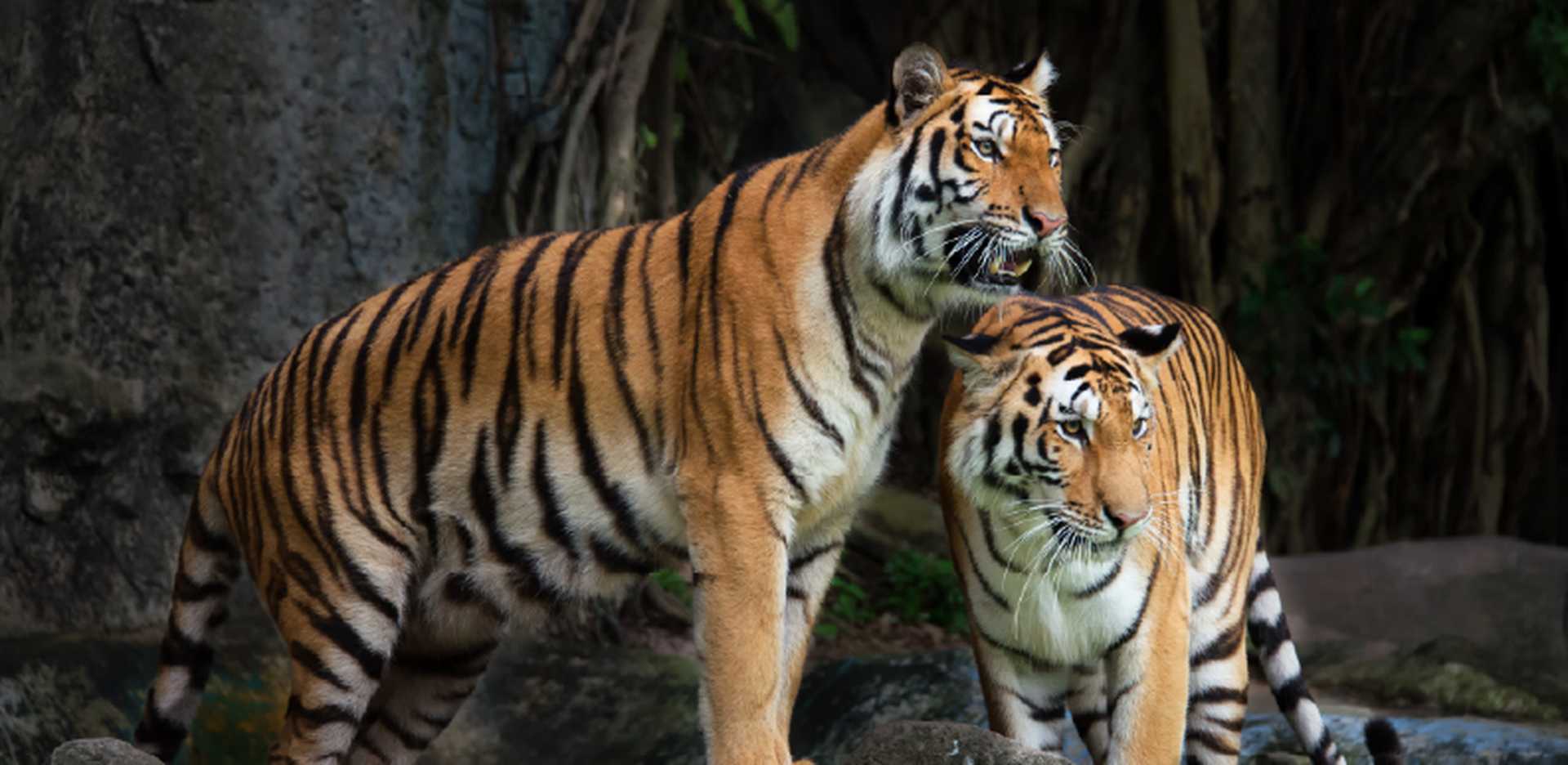 Tigers in India