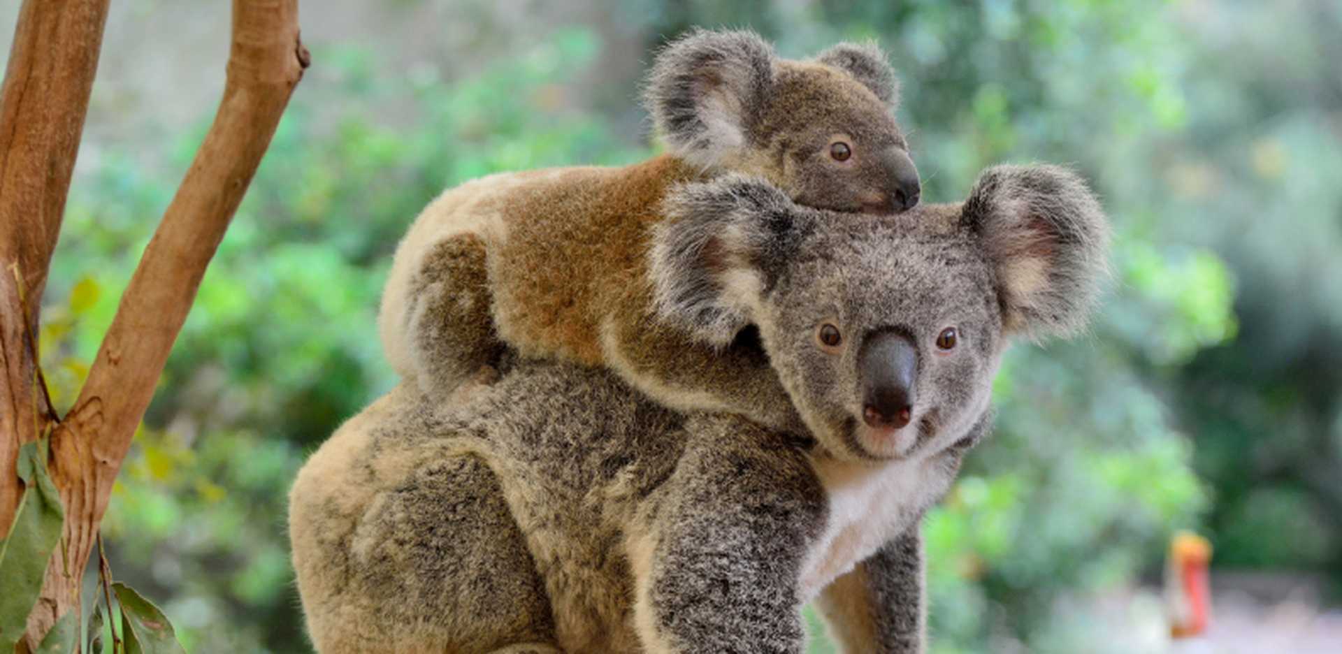 Koalas in Australia