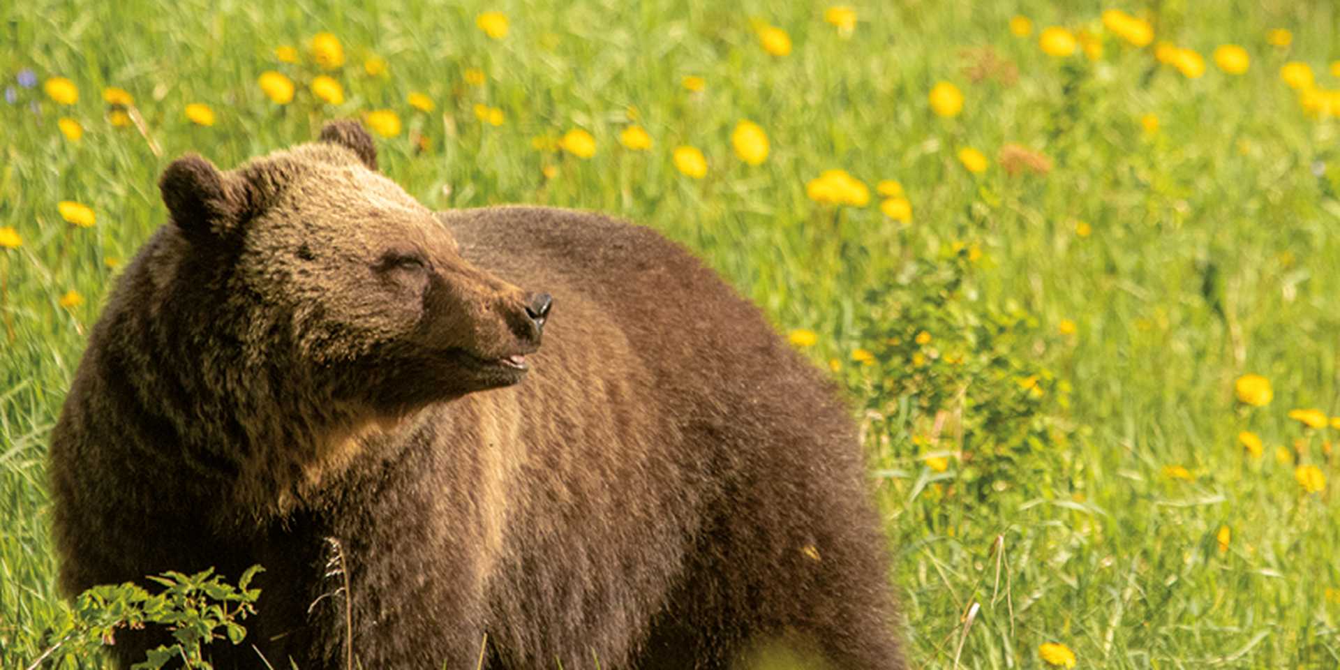 Beautiful Brown Grizzly Bear in a field of dandelions in the wild Canadian Rockies