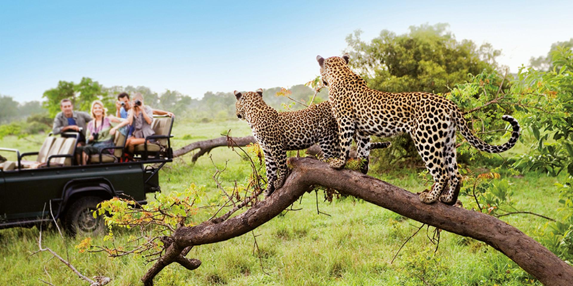 Two leopards on tree watching tourists in jeep, back view