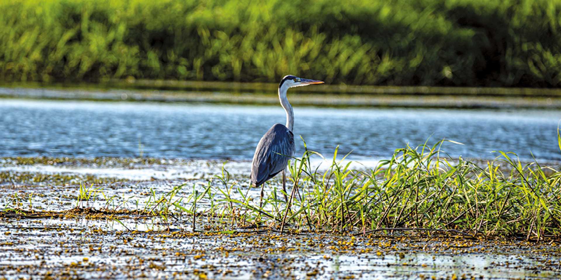 Bird bathing in the Nile river