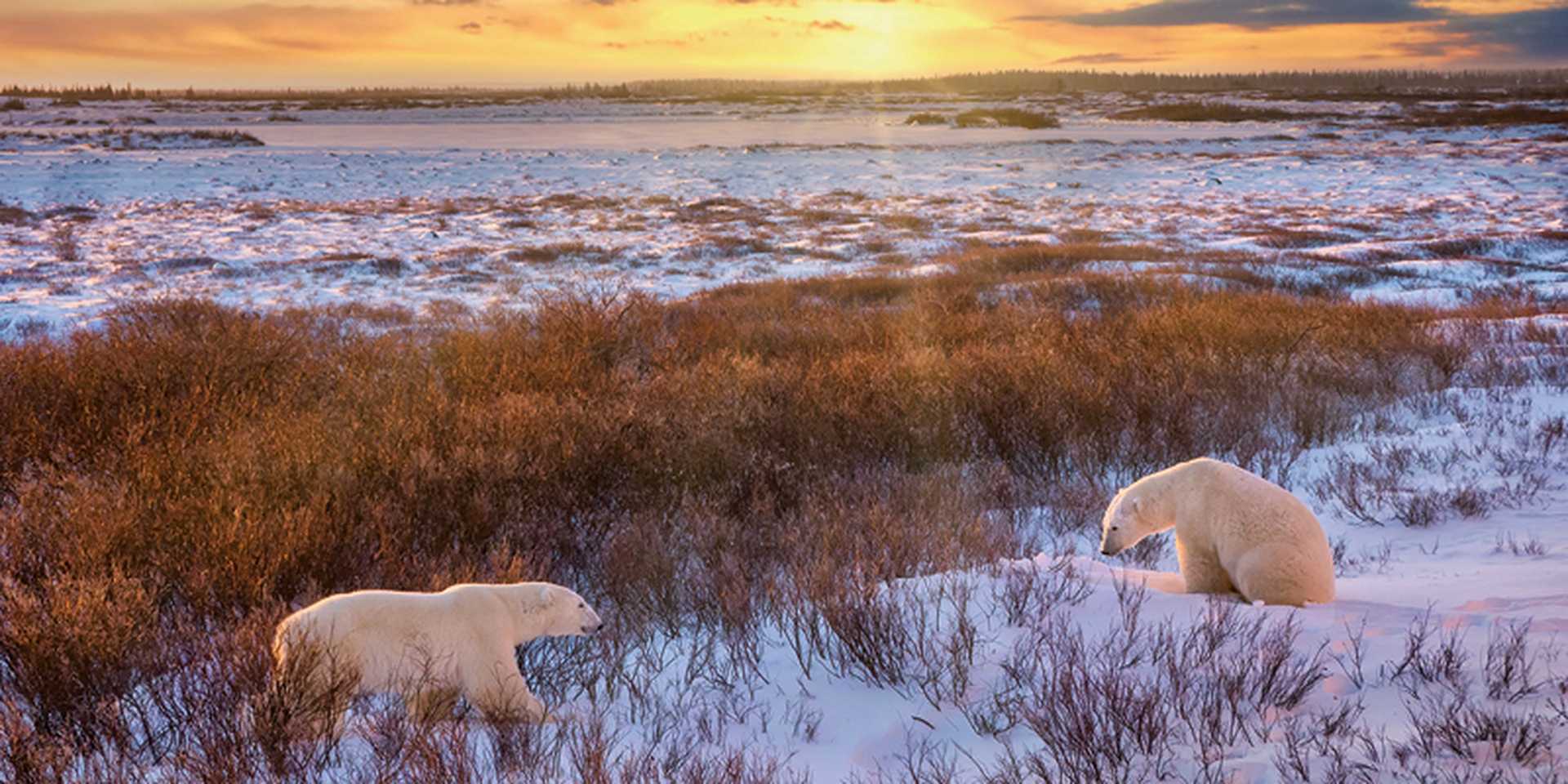 Two wild polar bears near Churchill, Manitoba, Canada.