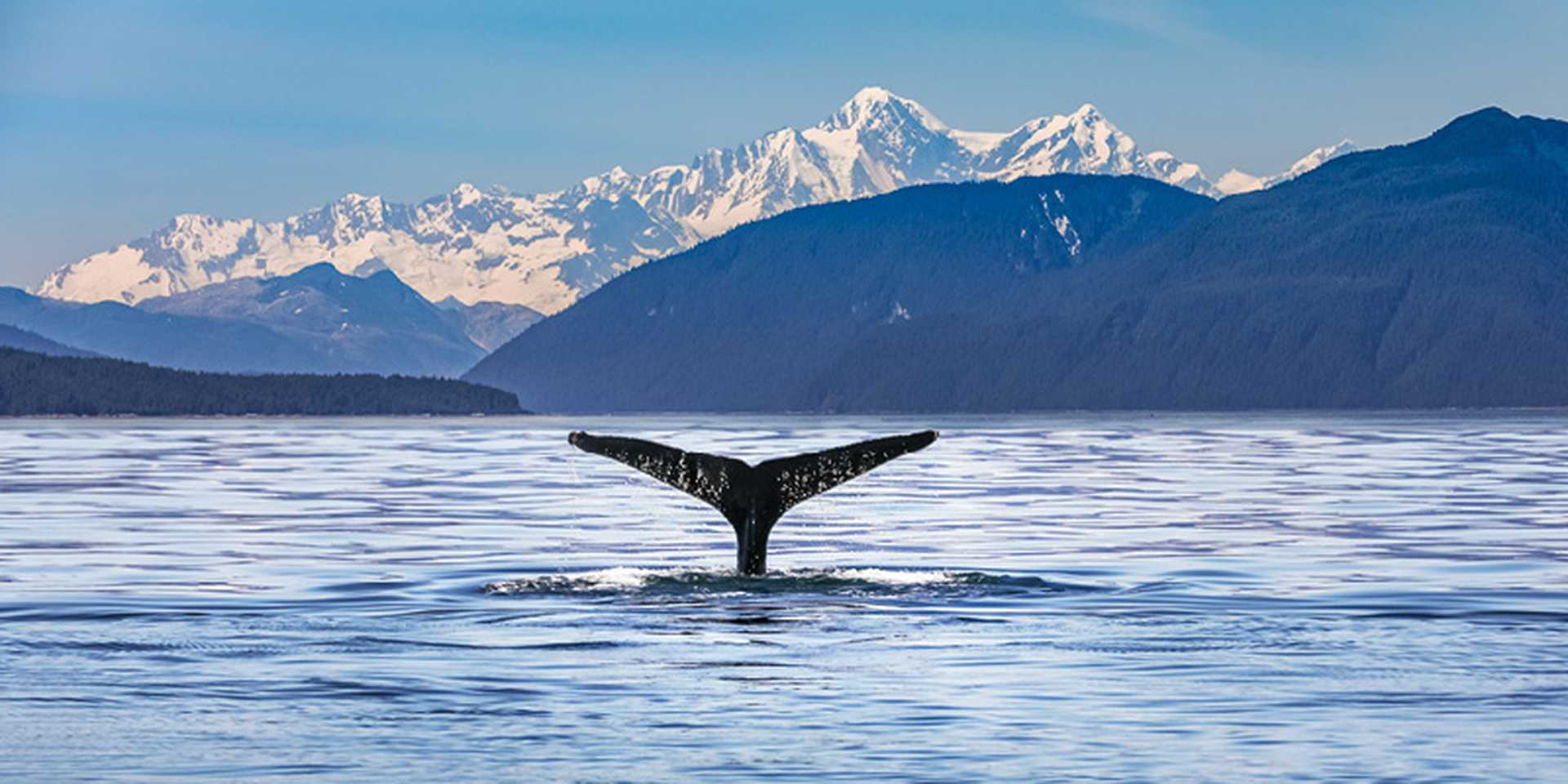 Scenic Alaskan landscape with a whale tail in the foreground 