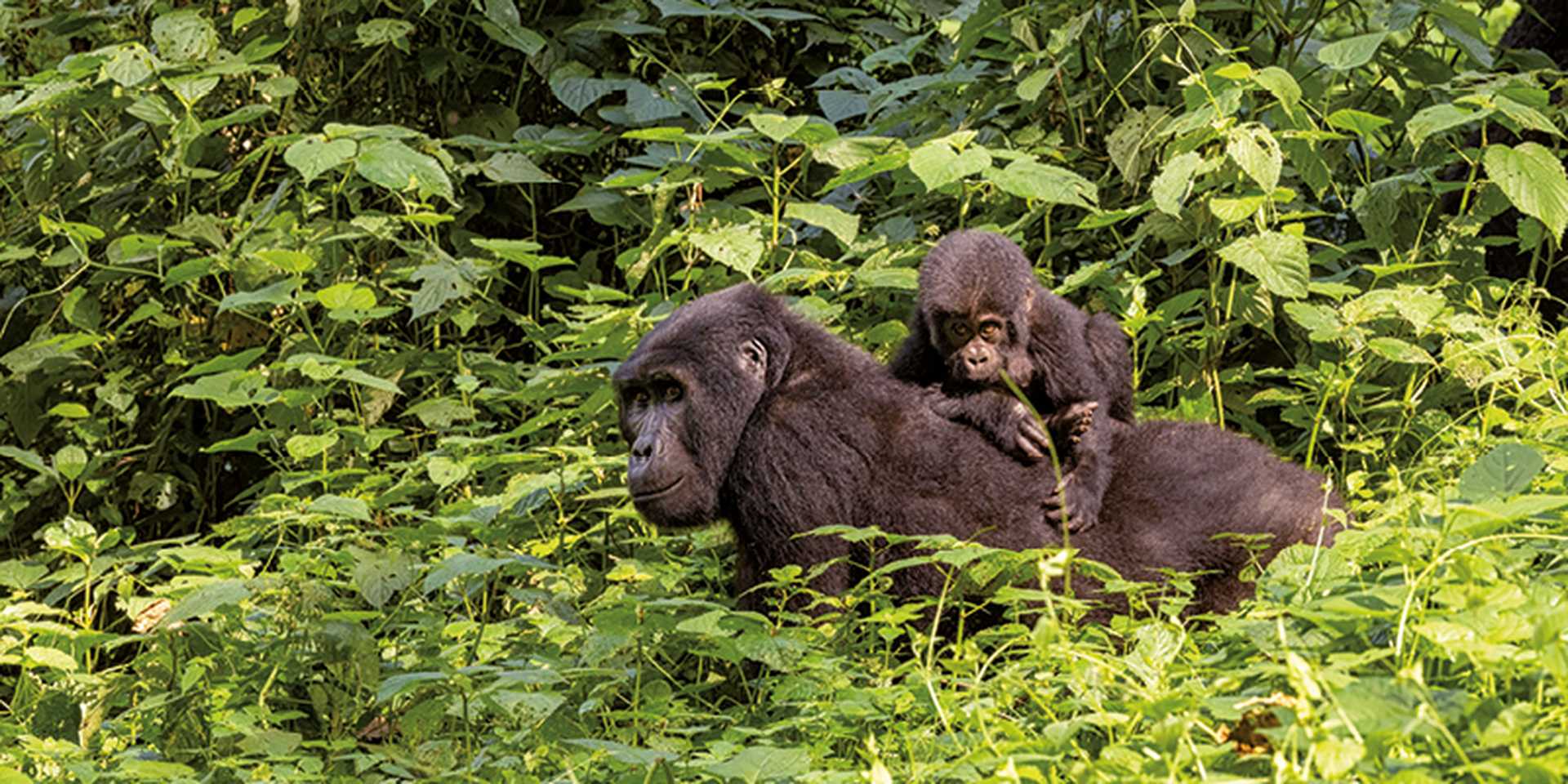 Adult female gorilla with baby Gorilla in the lush foliage of the forest, Uganda