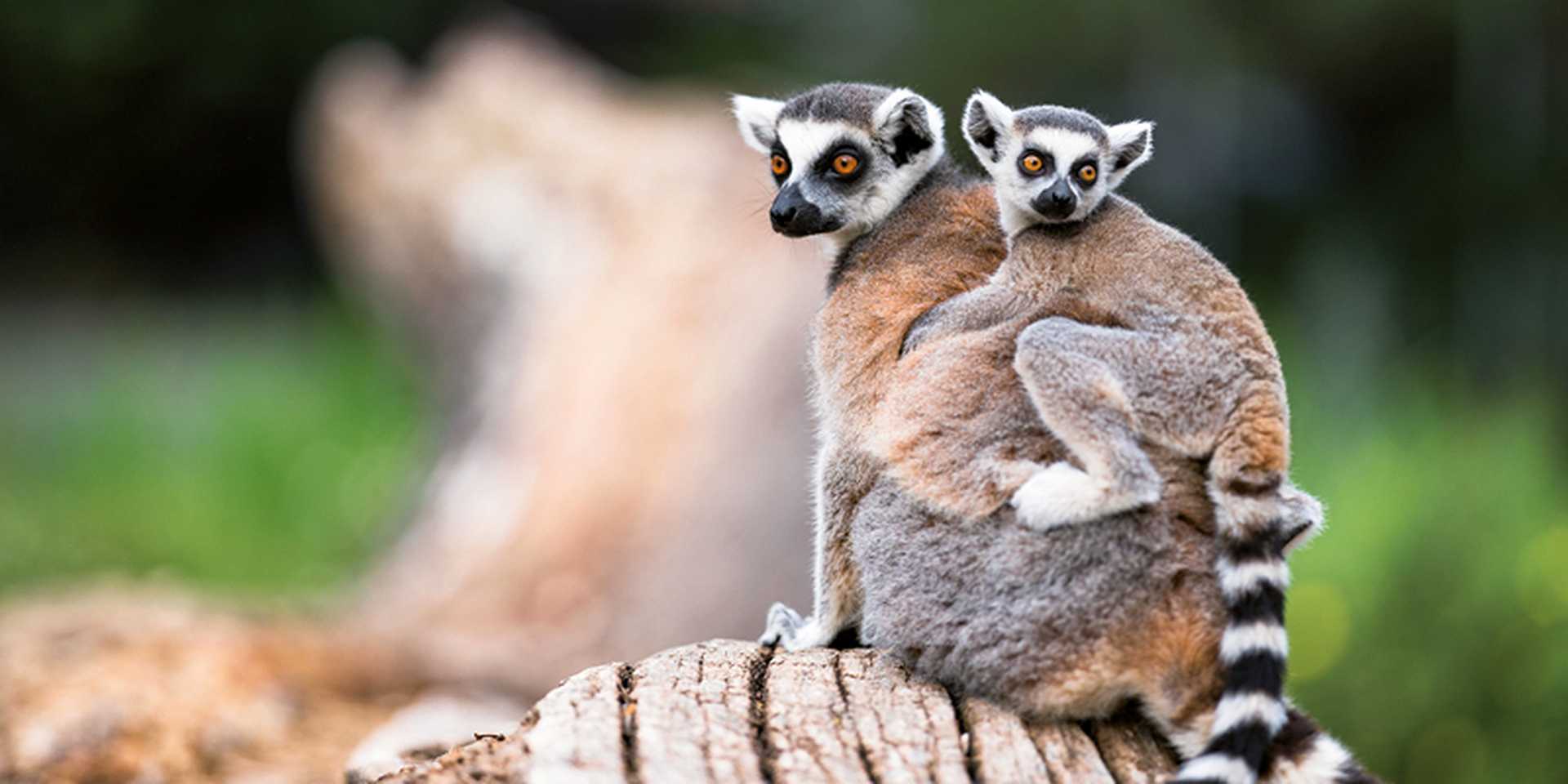Mother and baby lemur
