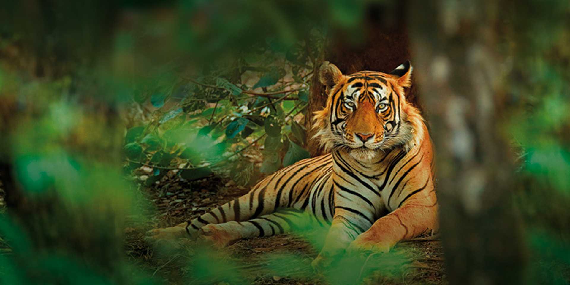 Bengal Tiger, Ranthambore