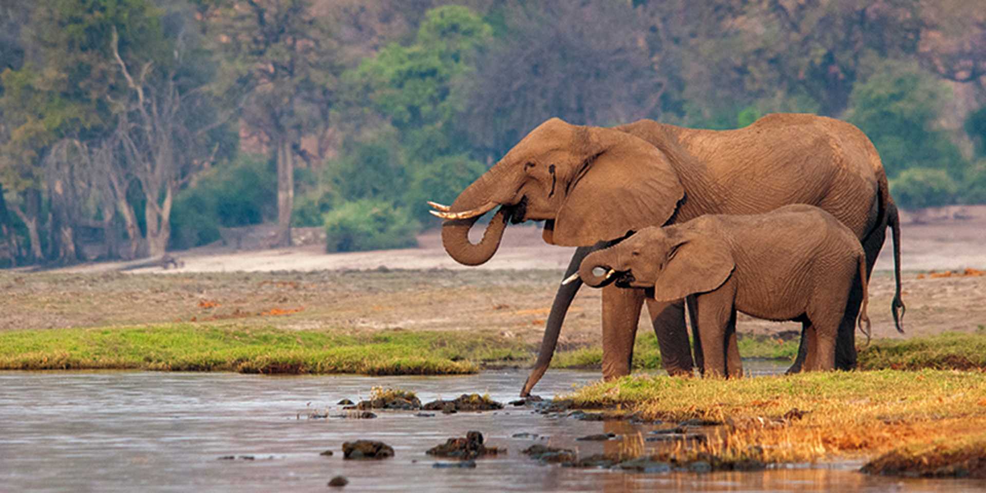 Elephants drinking on the banks of the Chobe river.