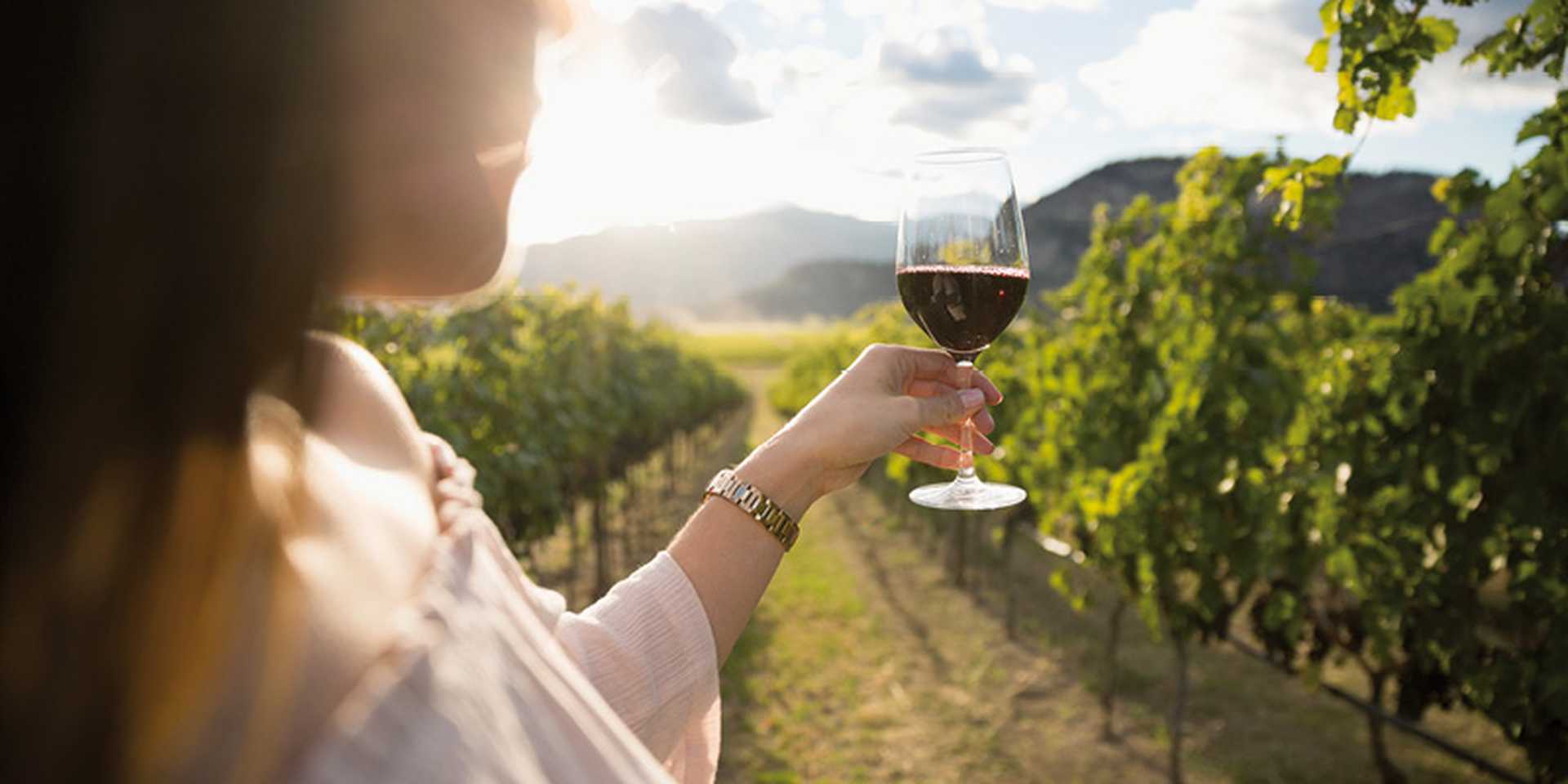 Wine tasting in Vineyard