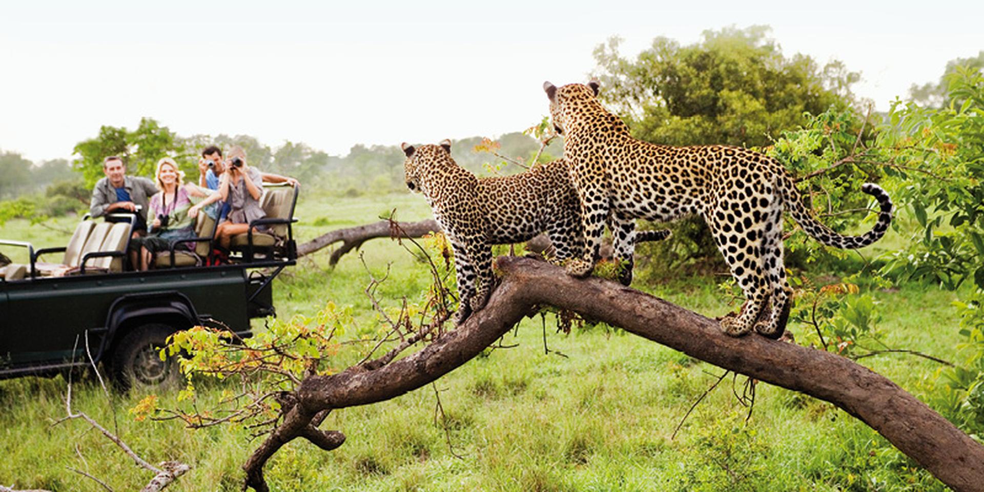 Two leopards on tree watching tourists in jeep, back view, South Africa