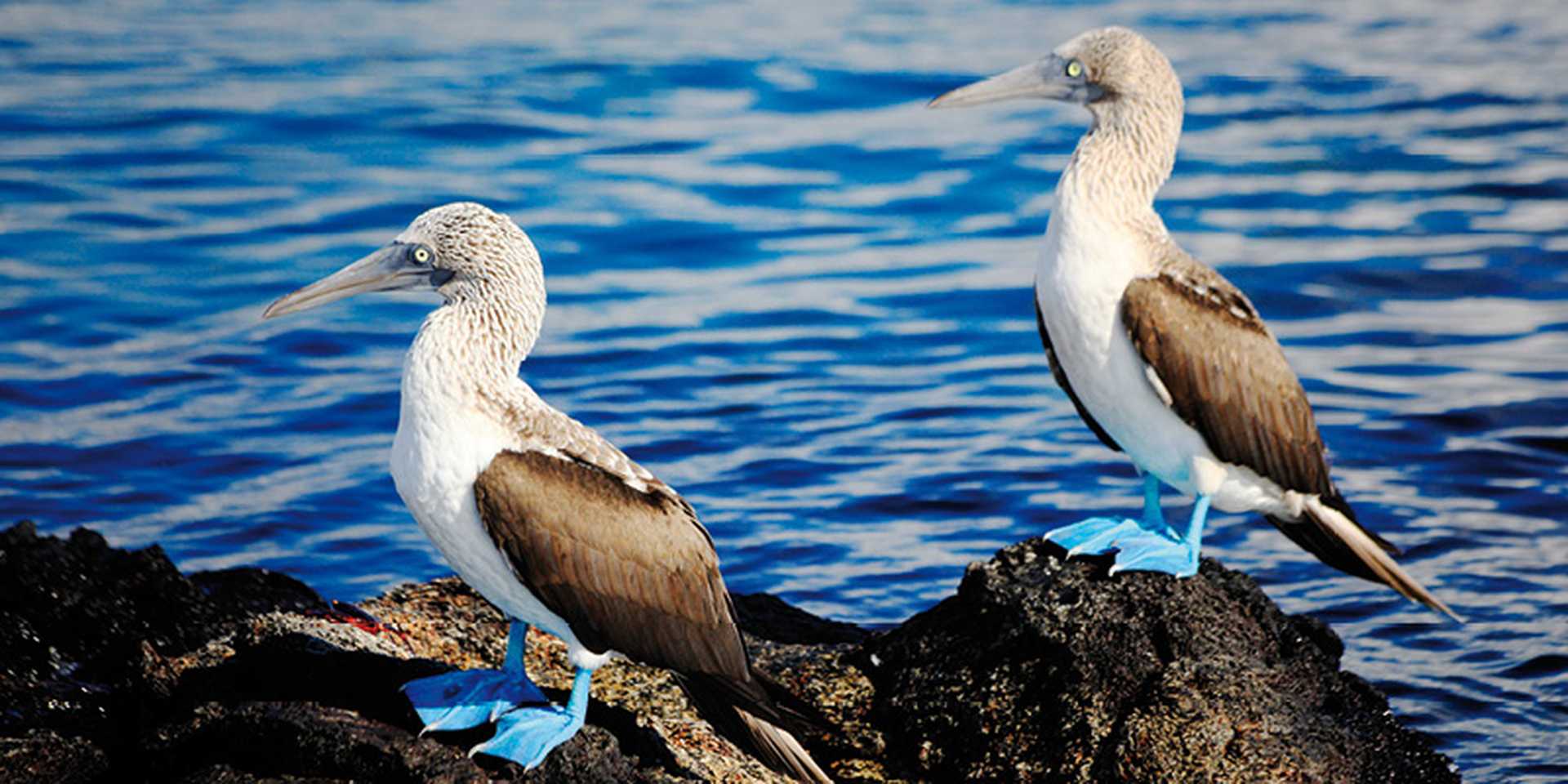 Blue Footed Booby. Galapagos Islands. Ecuador