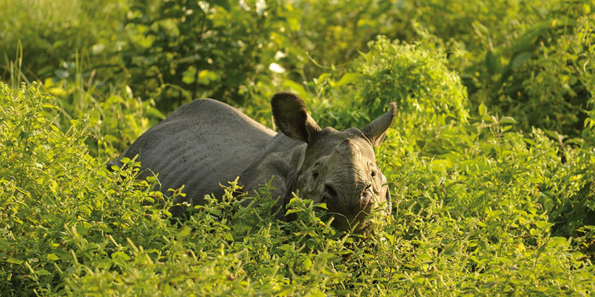 One-horned Rhino, India