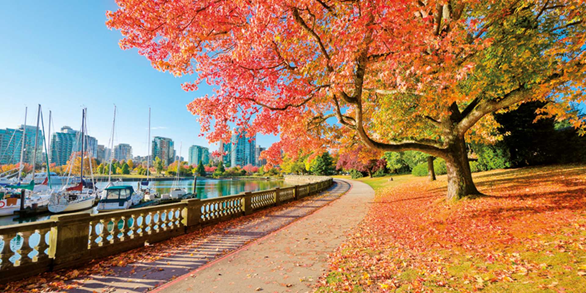 Colors of the autumn. Gorgeous sea walk in the park. Stanley Park in Vancouver. Canada.