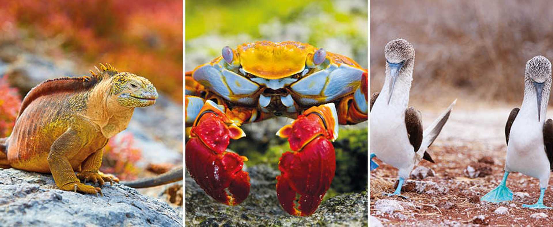 Iguanas, crabs and blue-footed boobies - just some of the incredible wildlife you could see on a Galapagos cruise
