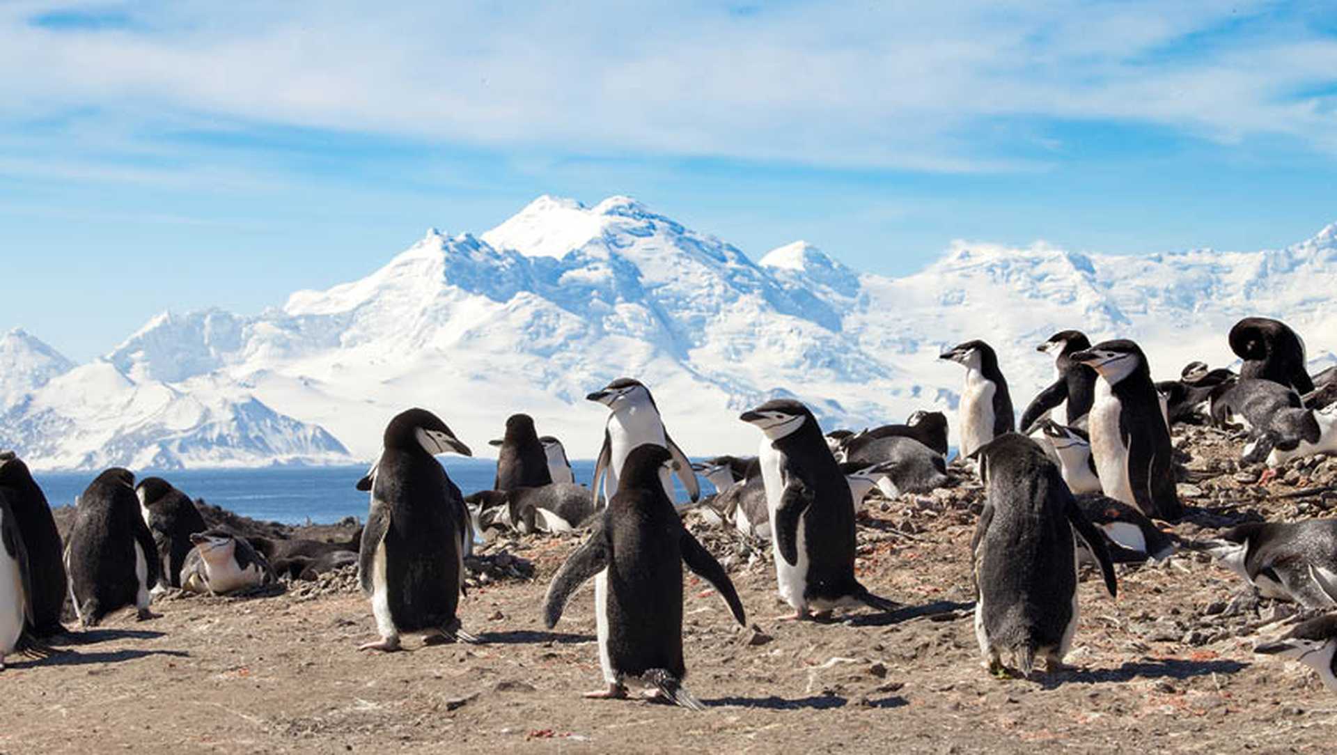 A chinstrap penguin colony at Baily Head, Deception Island, Antarctica, with the mountains of Livingstone Island in the background