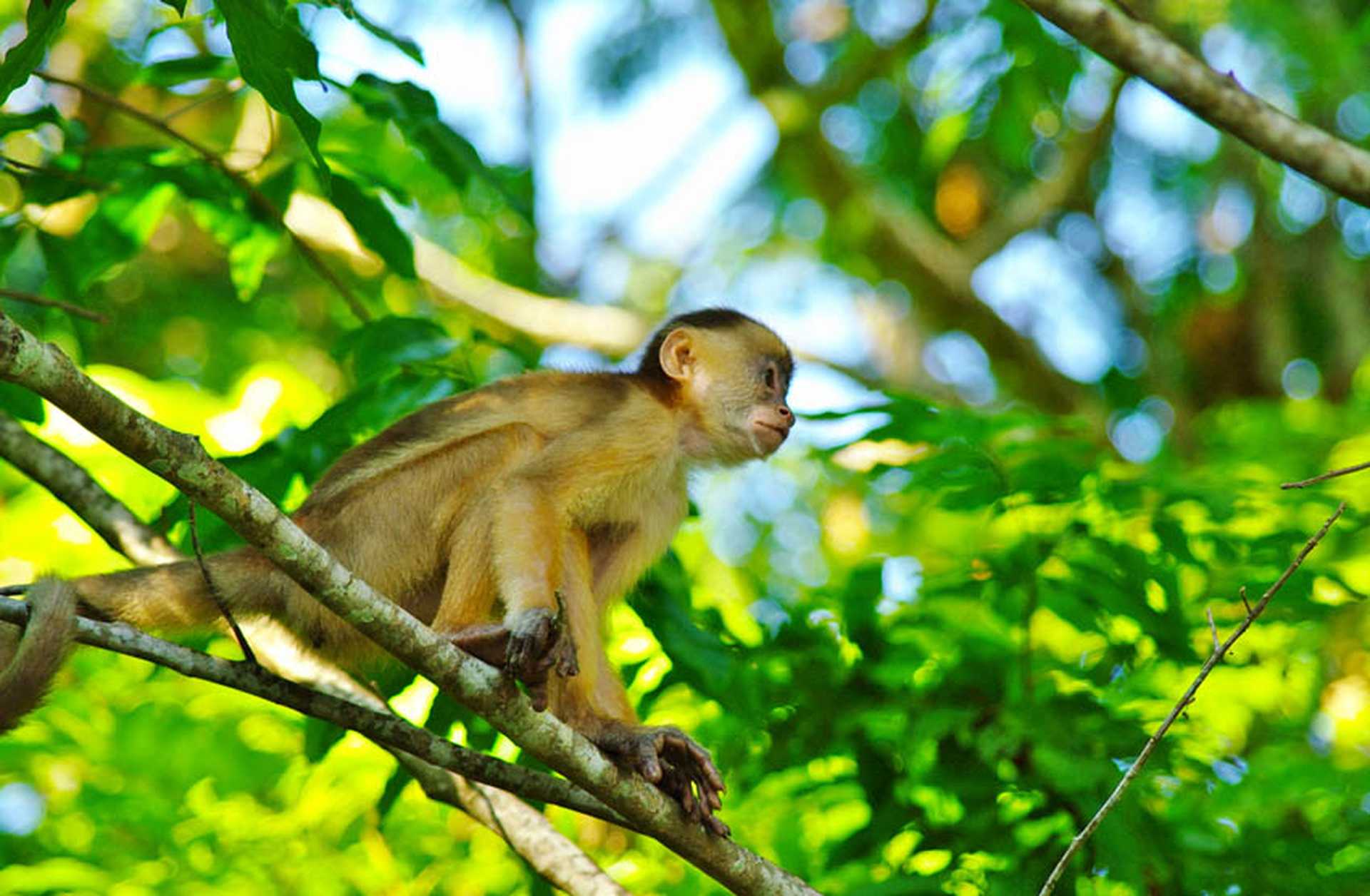 A capuchin monkey in the rainforest near Manaus, Brazil