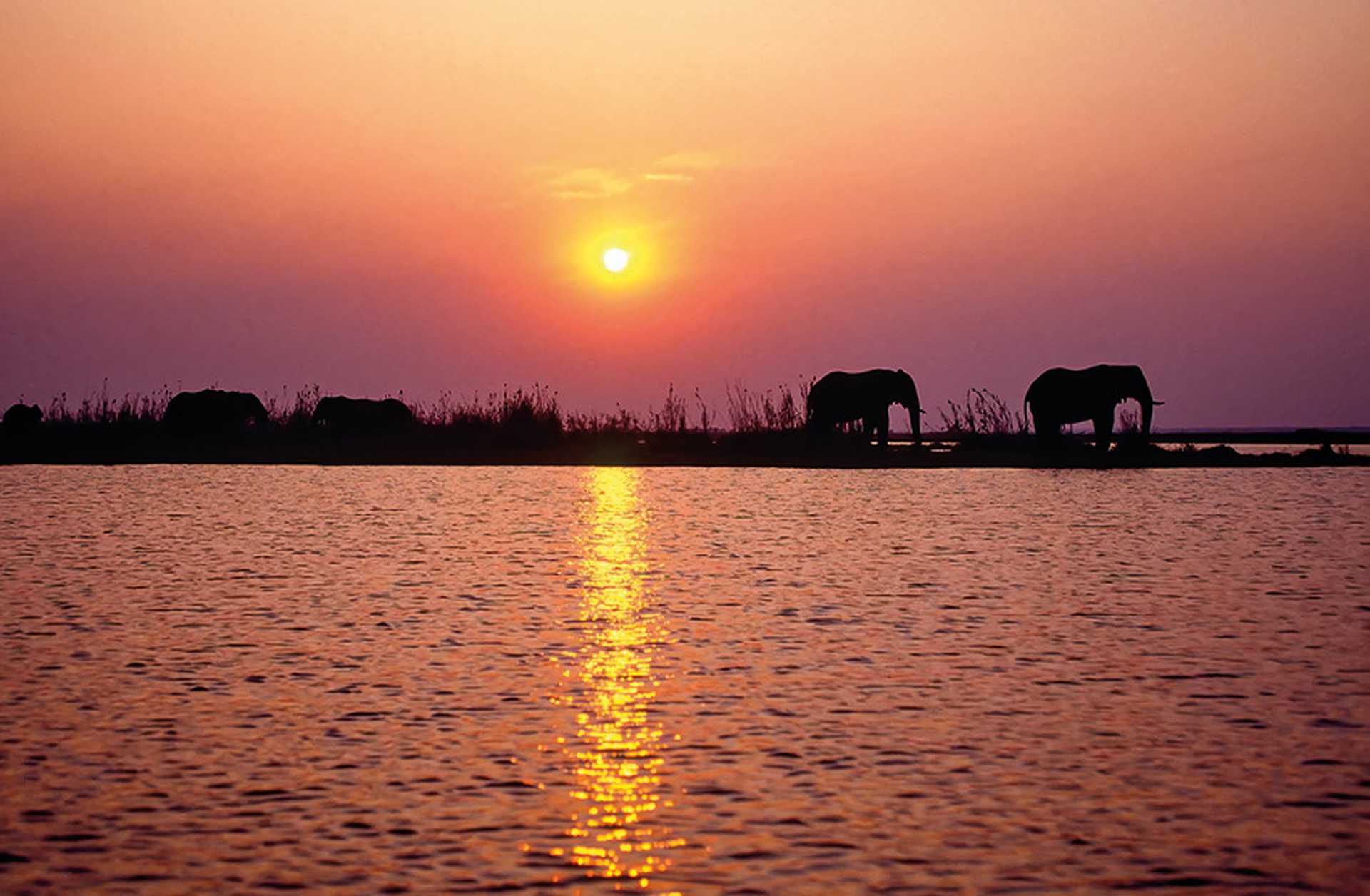 Elephants silhouetted by the setting sun while standing on the shores of Lake Kariba, visited on Titan's Zimbabwe tours
