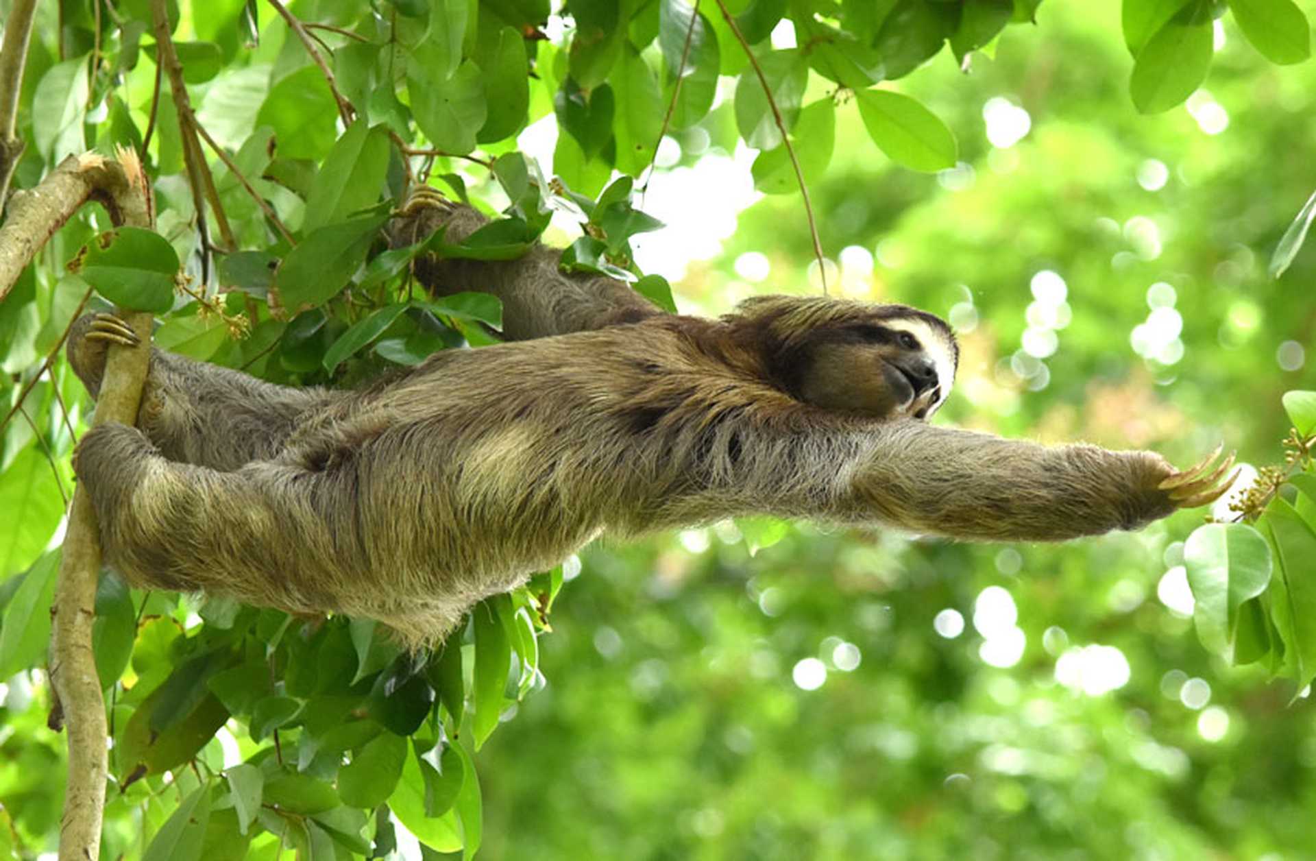 A sloth reaches for leaves while hanging from a branch in Costa Rica